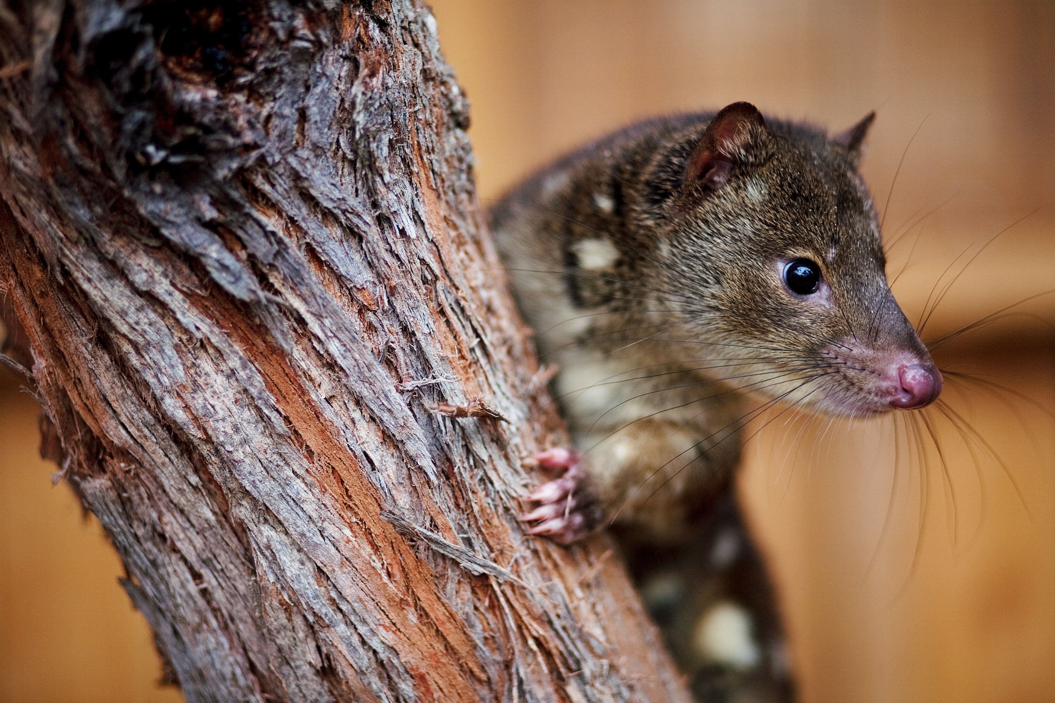 AU - Great Ocean Ecolodge - Tiger Quoll.jpg