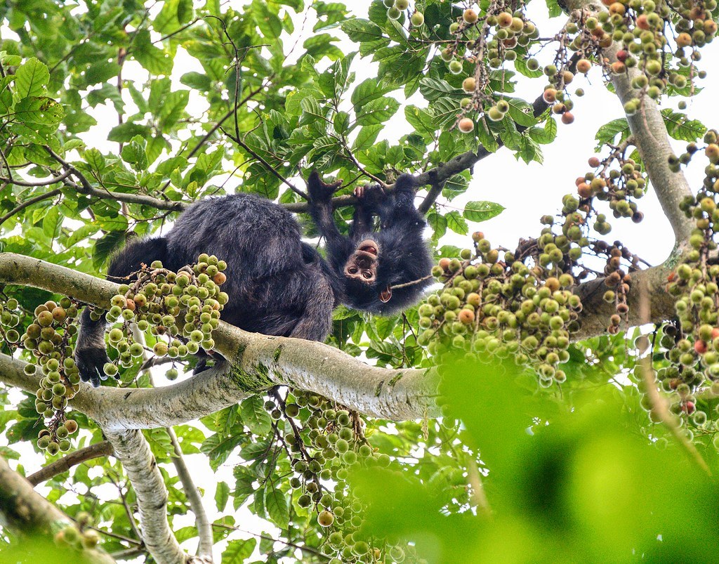 RW - Nyungwe National Park - Chimpansees.jpg