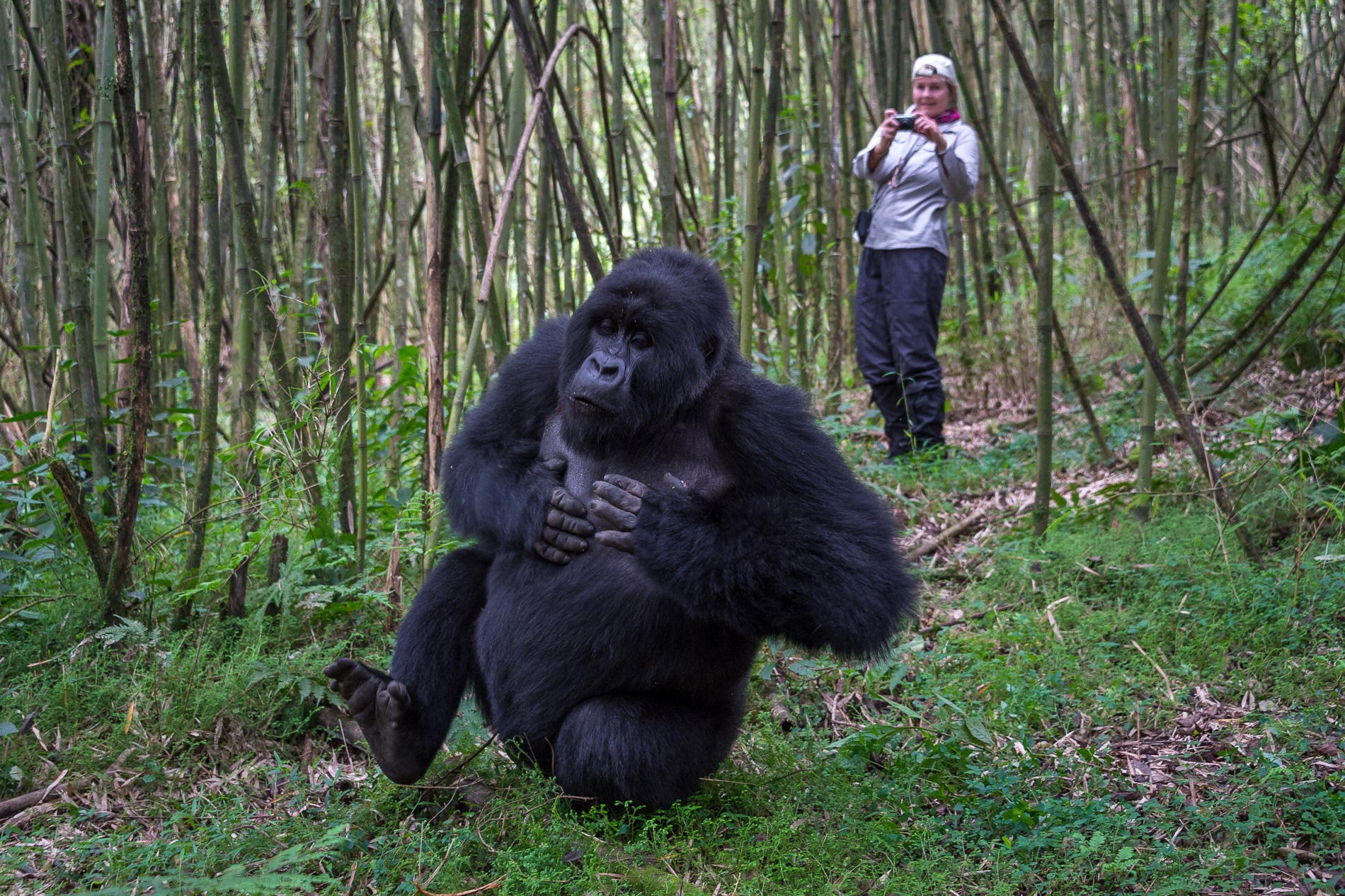RW-Accommodatie-Bisate-Reserve-gorilla-trakking.jpg