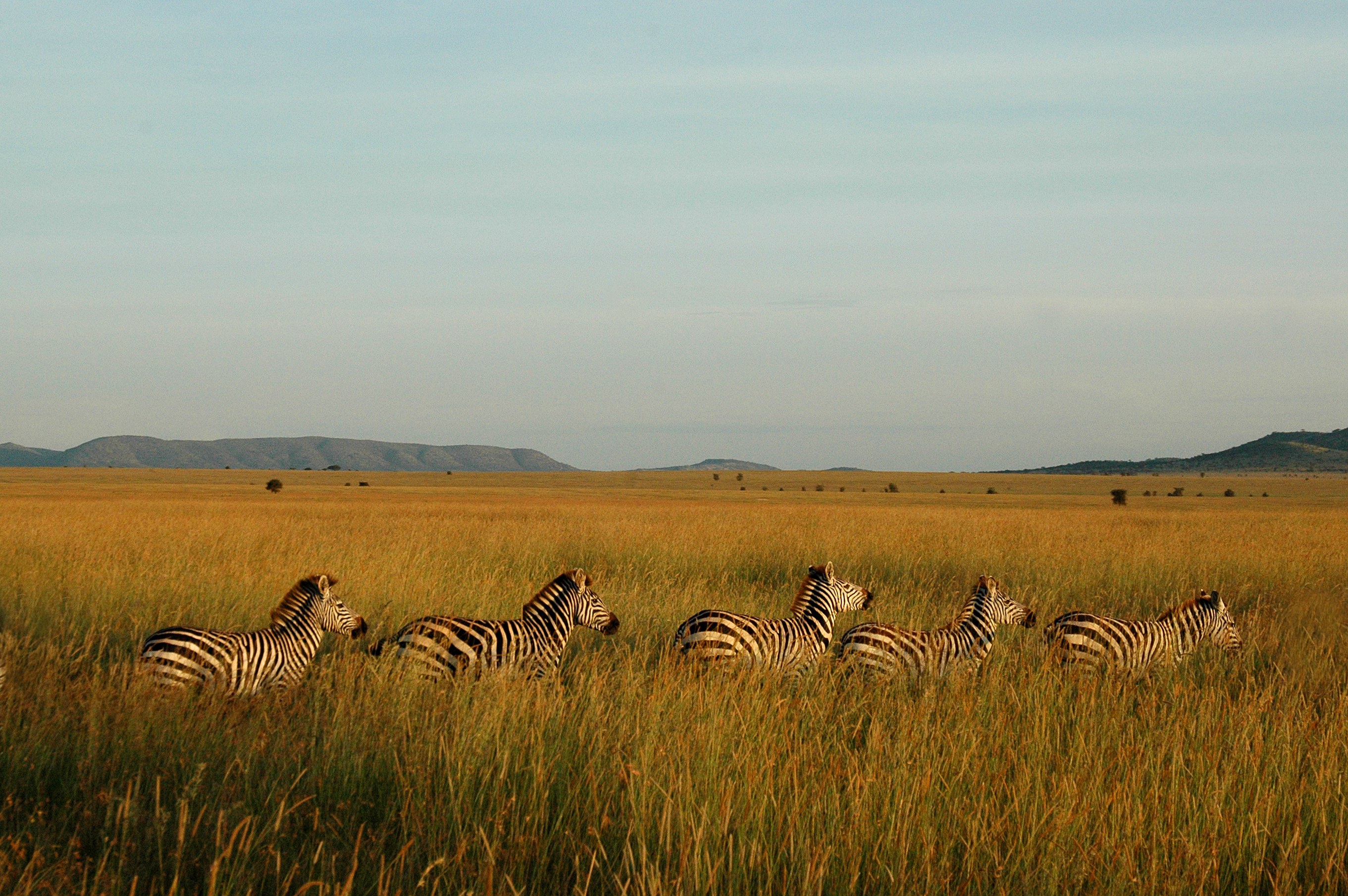 TZ-Zebra Line at Sunrise.jpg