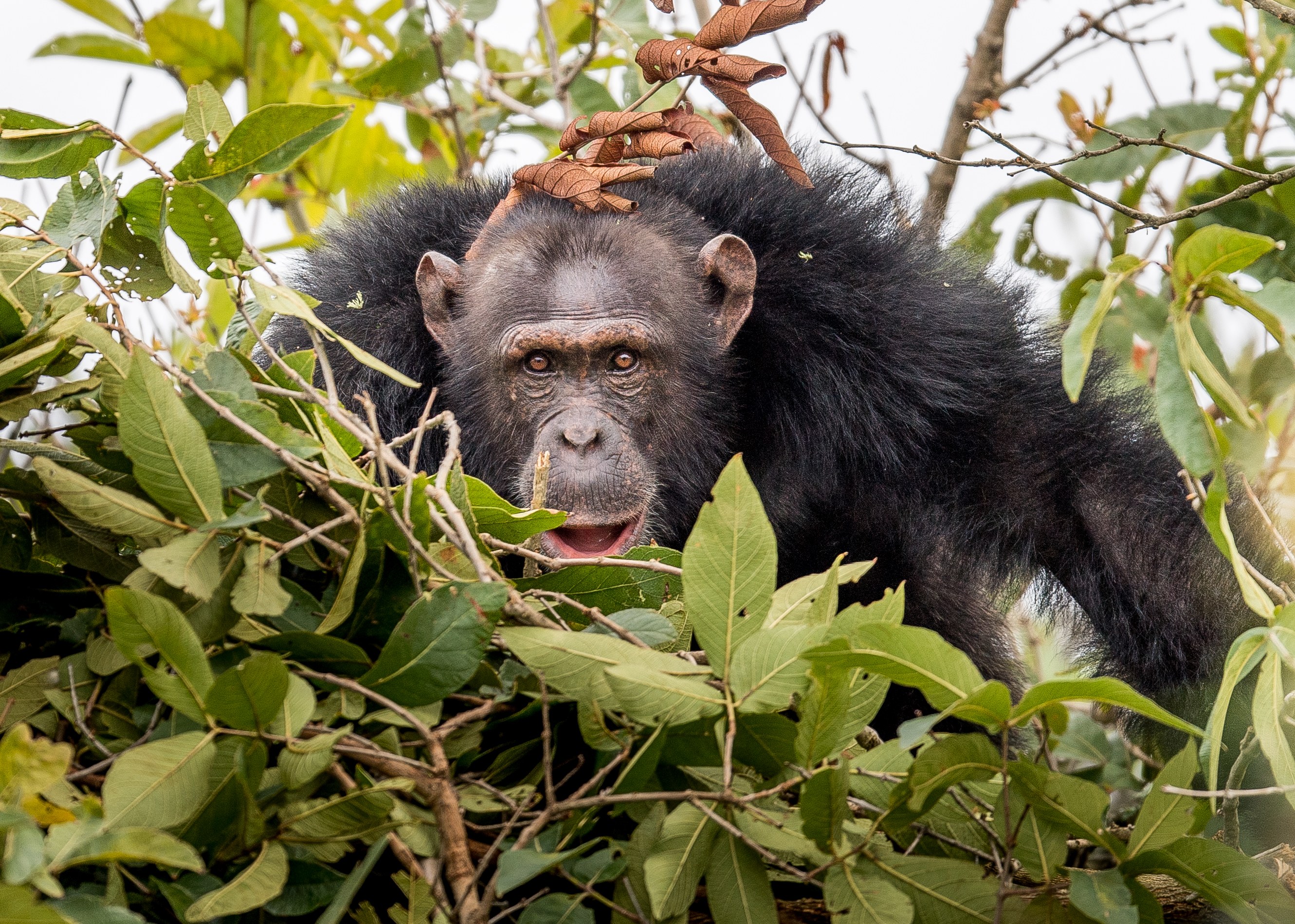 TZ - Chimp-habituation-project.jpg