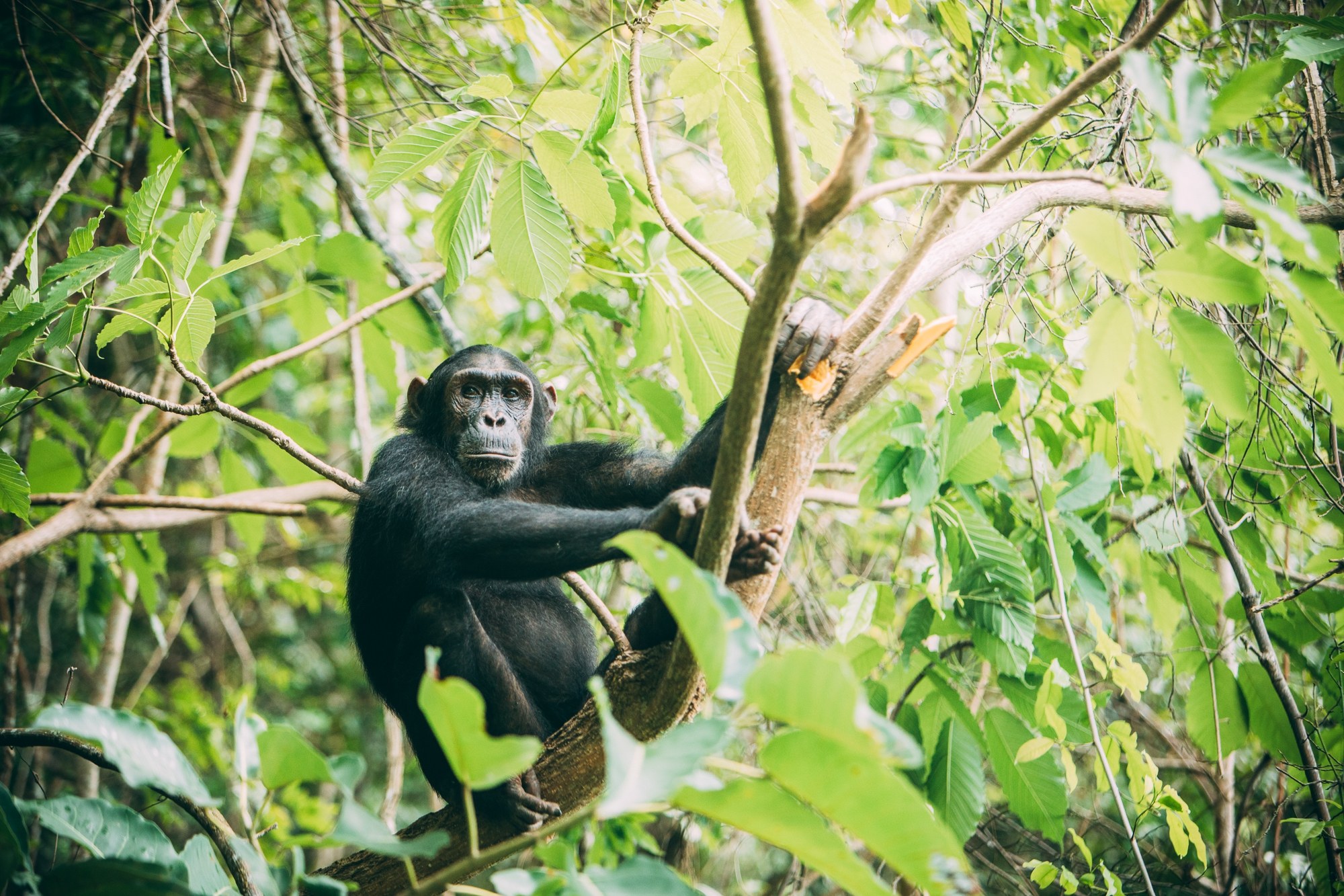 TZ-Greystoke Mahale-chimpansee 2.jpg