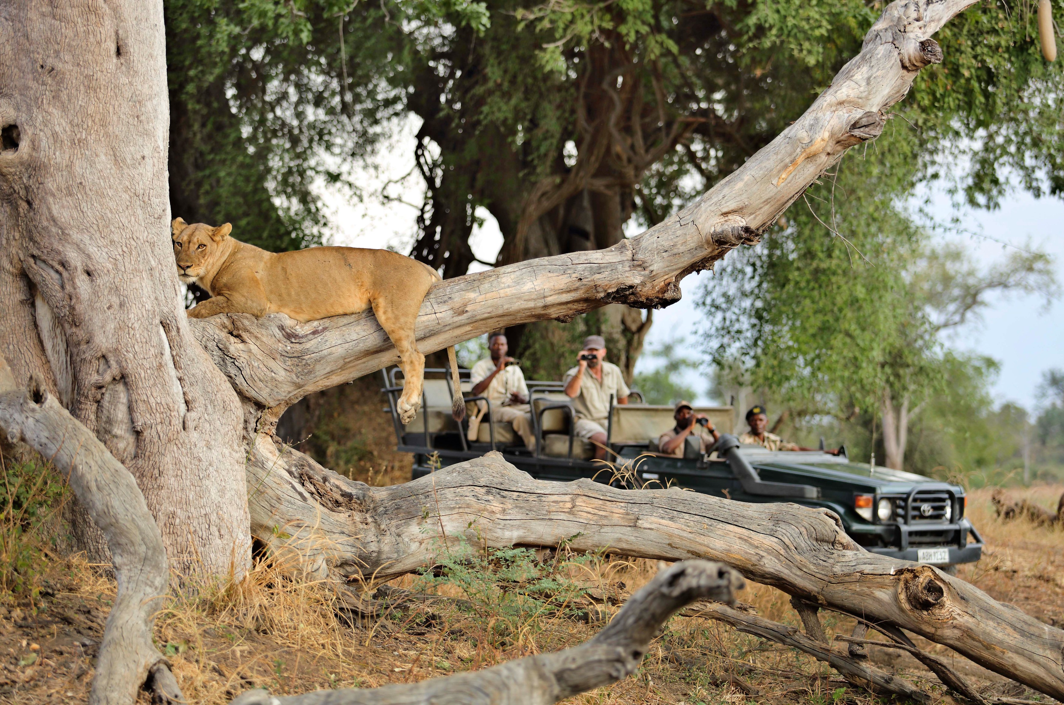 ZM-Lion Camp-gamedrive4.jpg