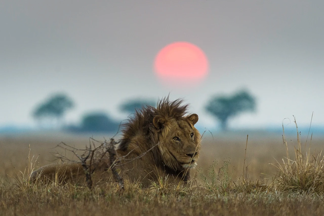 ZM - Shumba - wildlife Kafue-1.webp