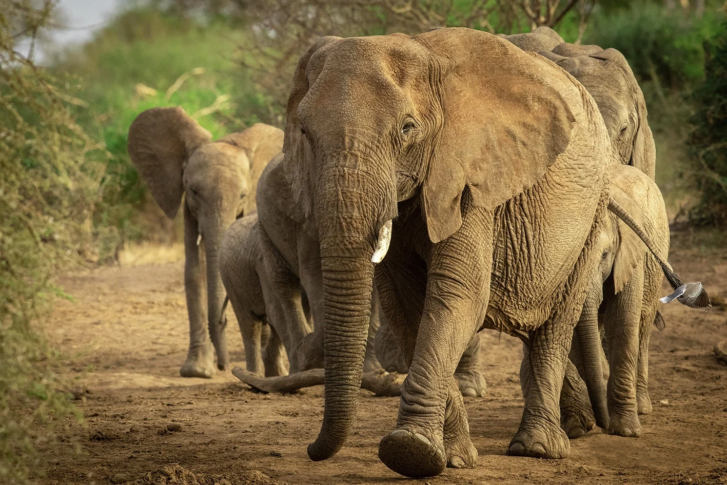 ZA-Madikwe Hills-elephant.webp