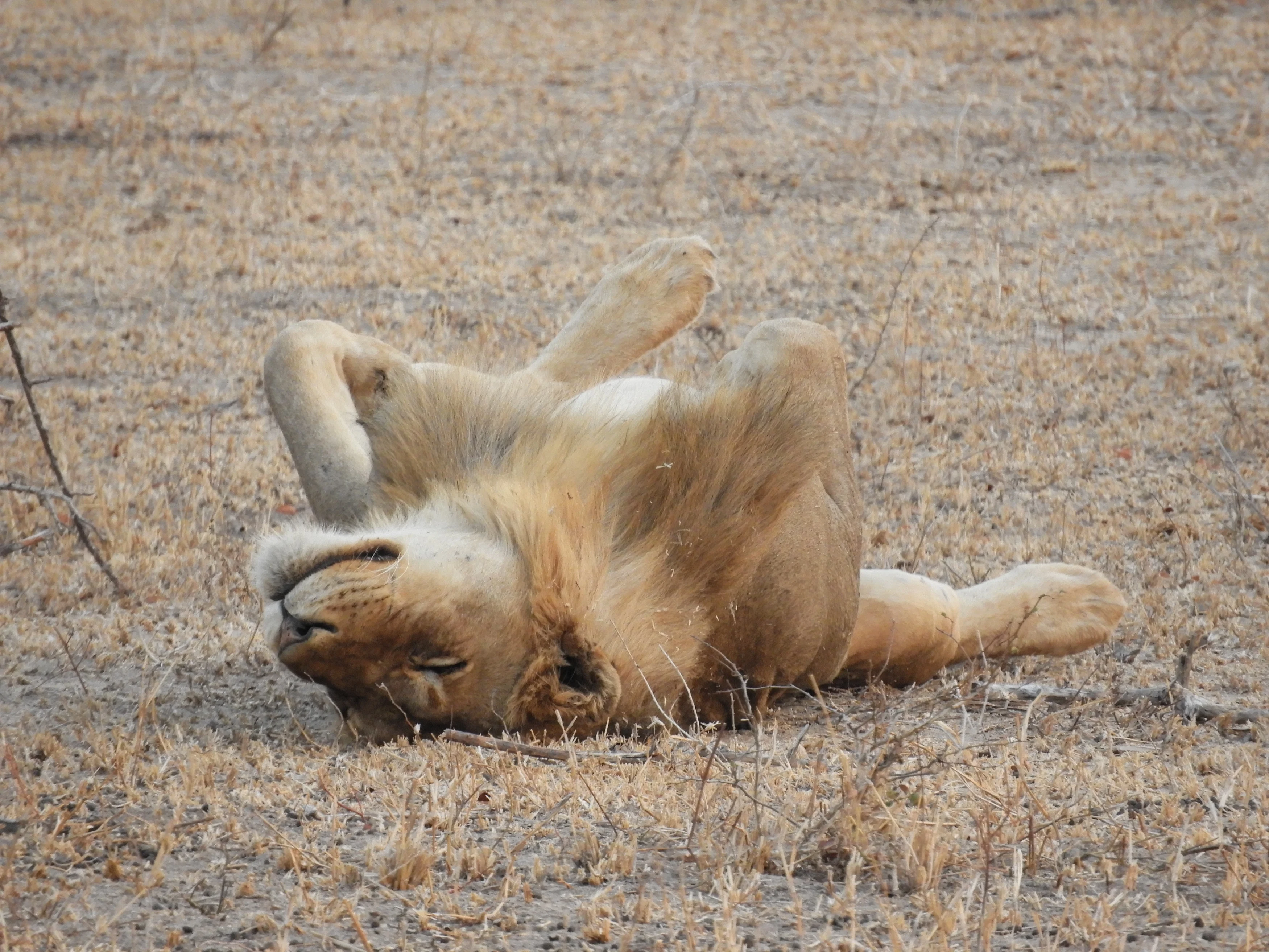 ZA-Greater-Kruger-2025-Lion-Sands-leeuw-6.webp