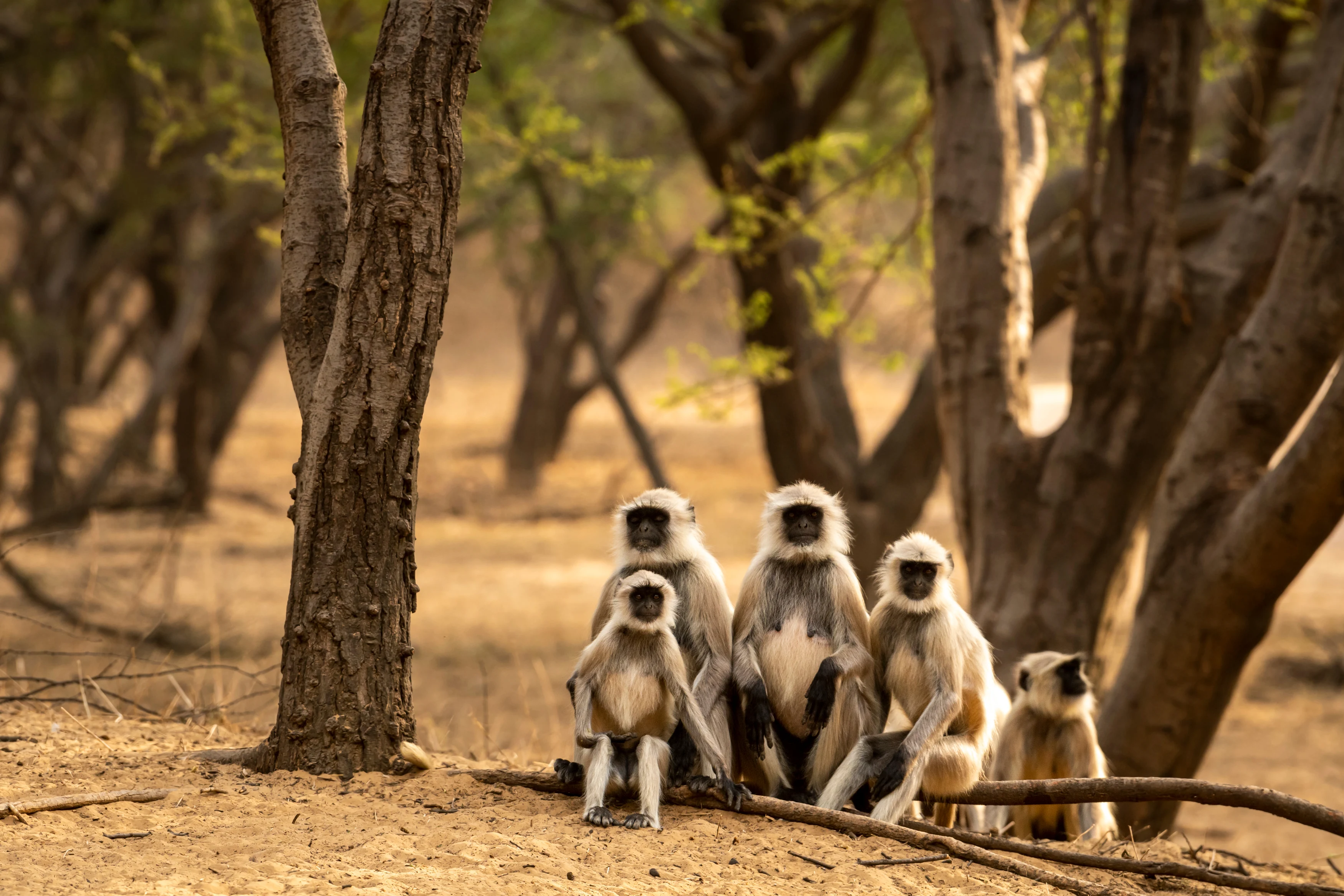 IN-Ranthambore National Park- Shutterstock (2).webp