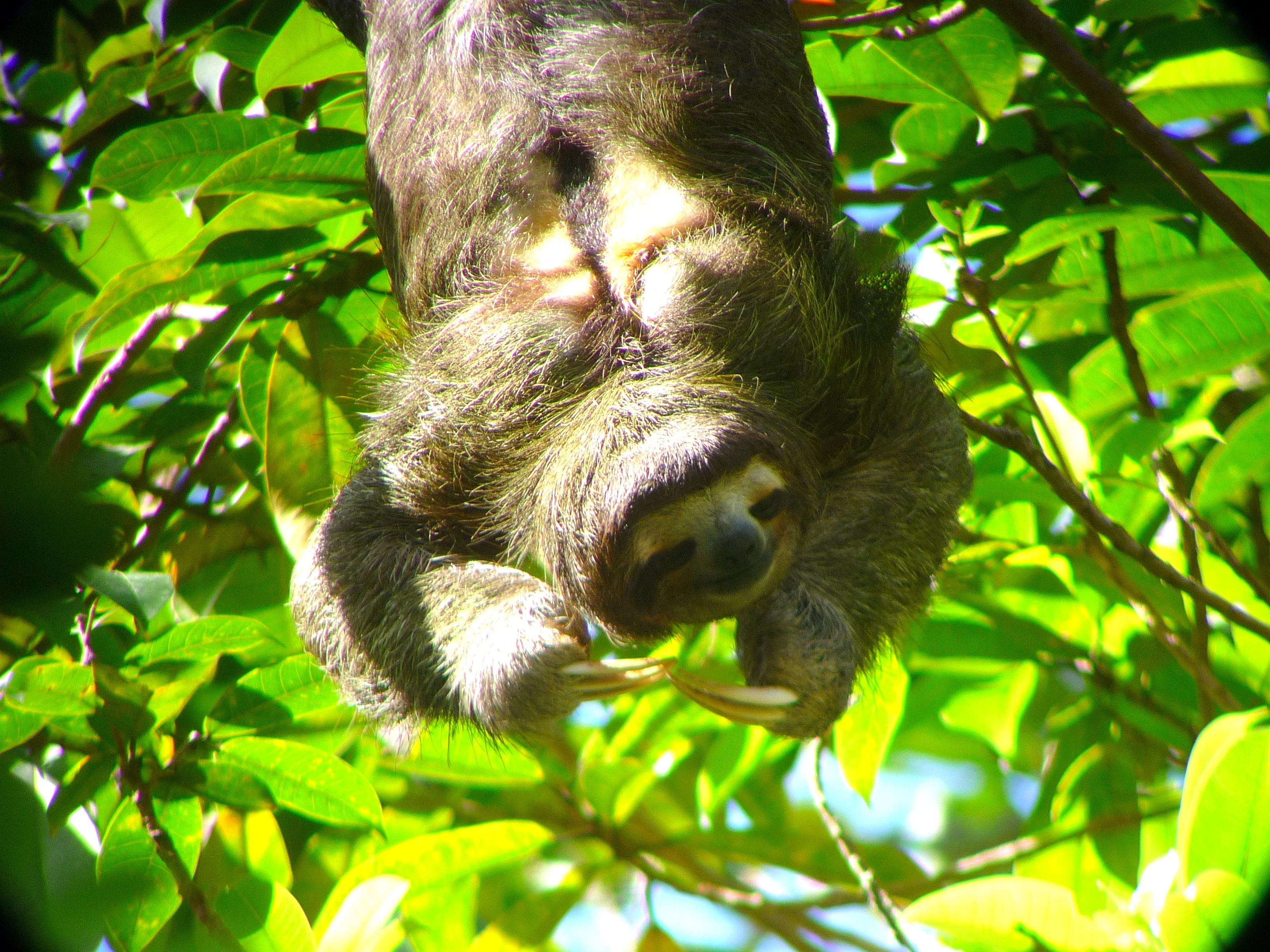 Take as easy as sloths - 4.webp