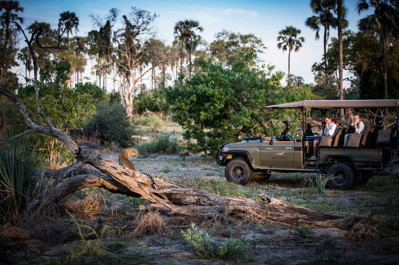 BW-Little Mombo-game drive leopard.jpg