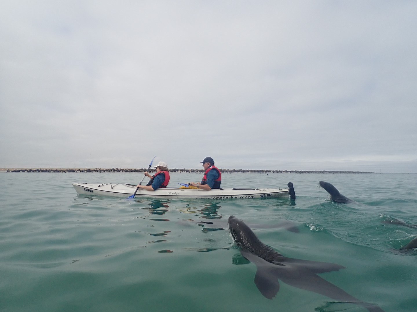 NA-Excursie-22285-Kayaking-Walvis-Bay-sea-lions-kayak.jpg.jpg