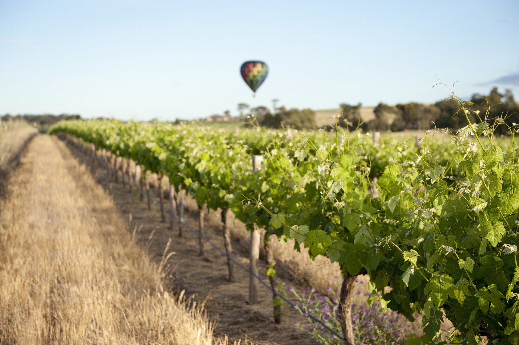 AU - Proef de Barossa Valley - Balloon.jpg