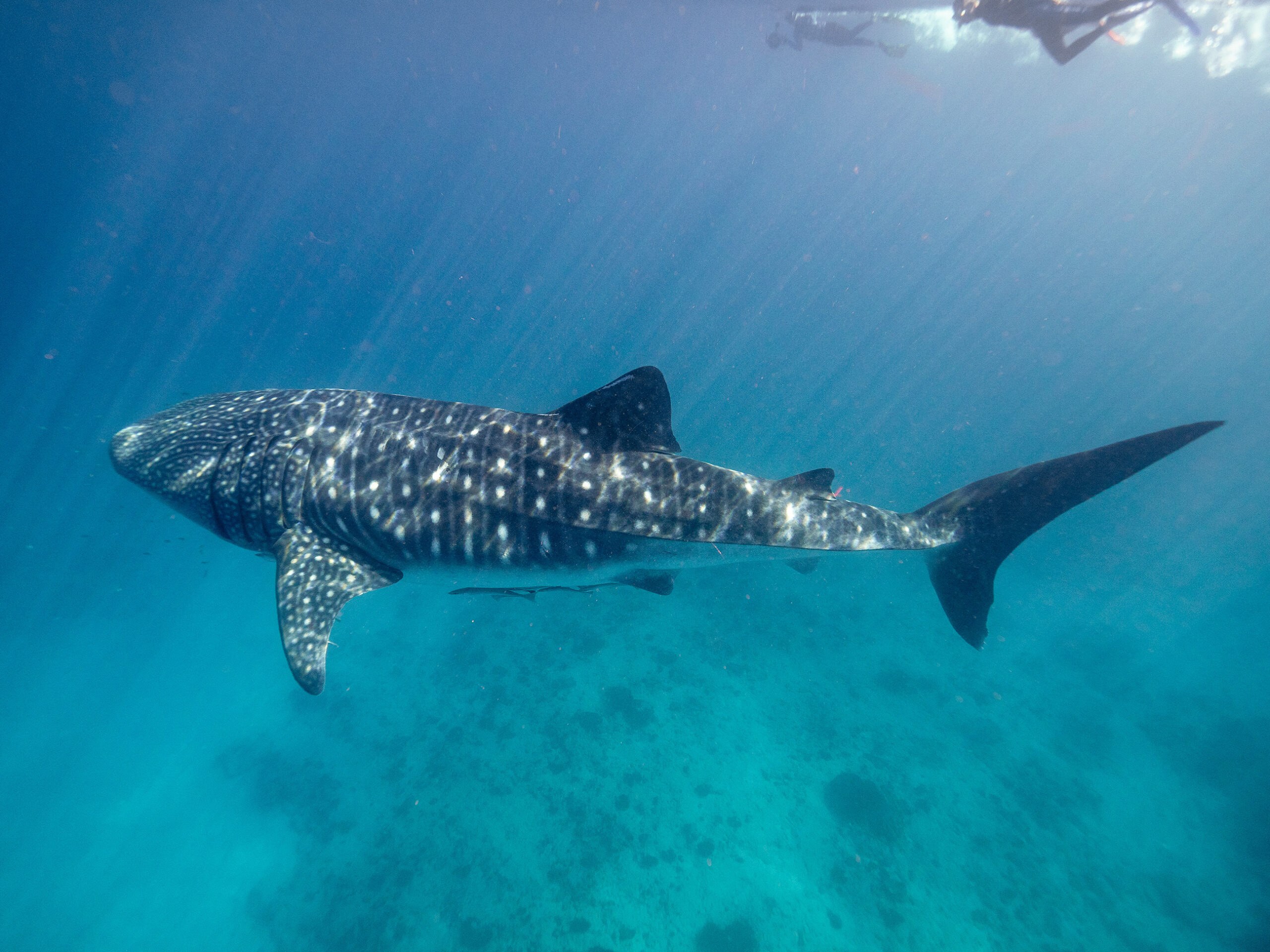 AU - Cape Range National Park - Swimming with whale sharks.jpg