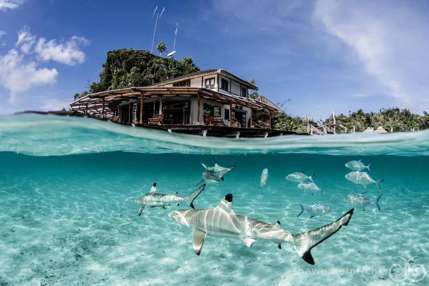 ID-Accommodatie-Misool-Shark.webp