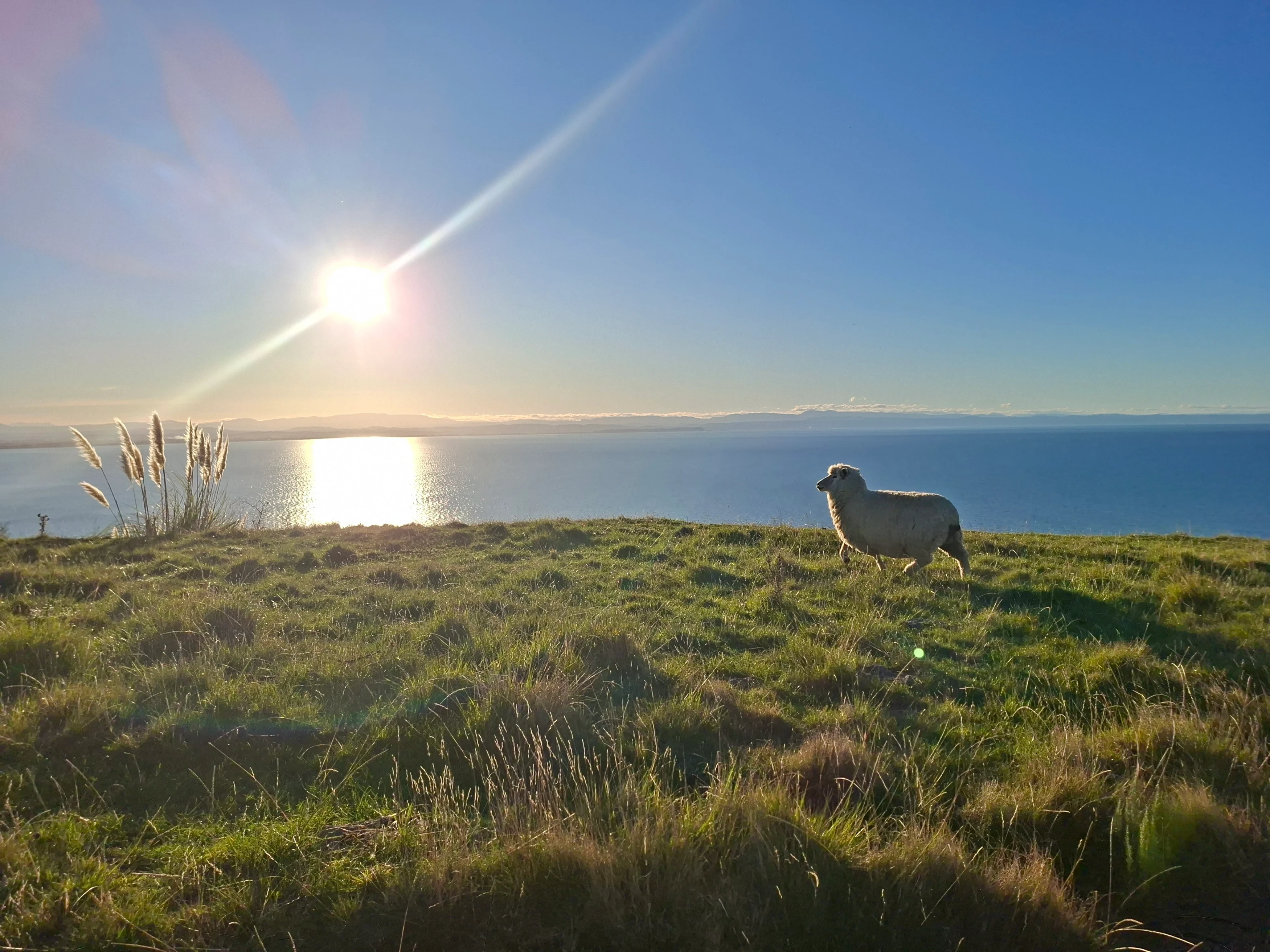 NZ - Famil 2025 - Hawkes Bay - sheep.webp