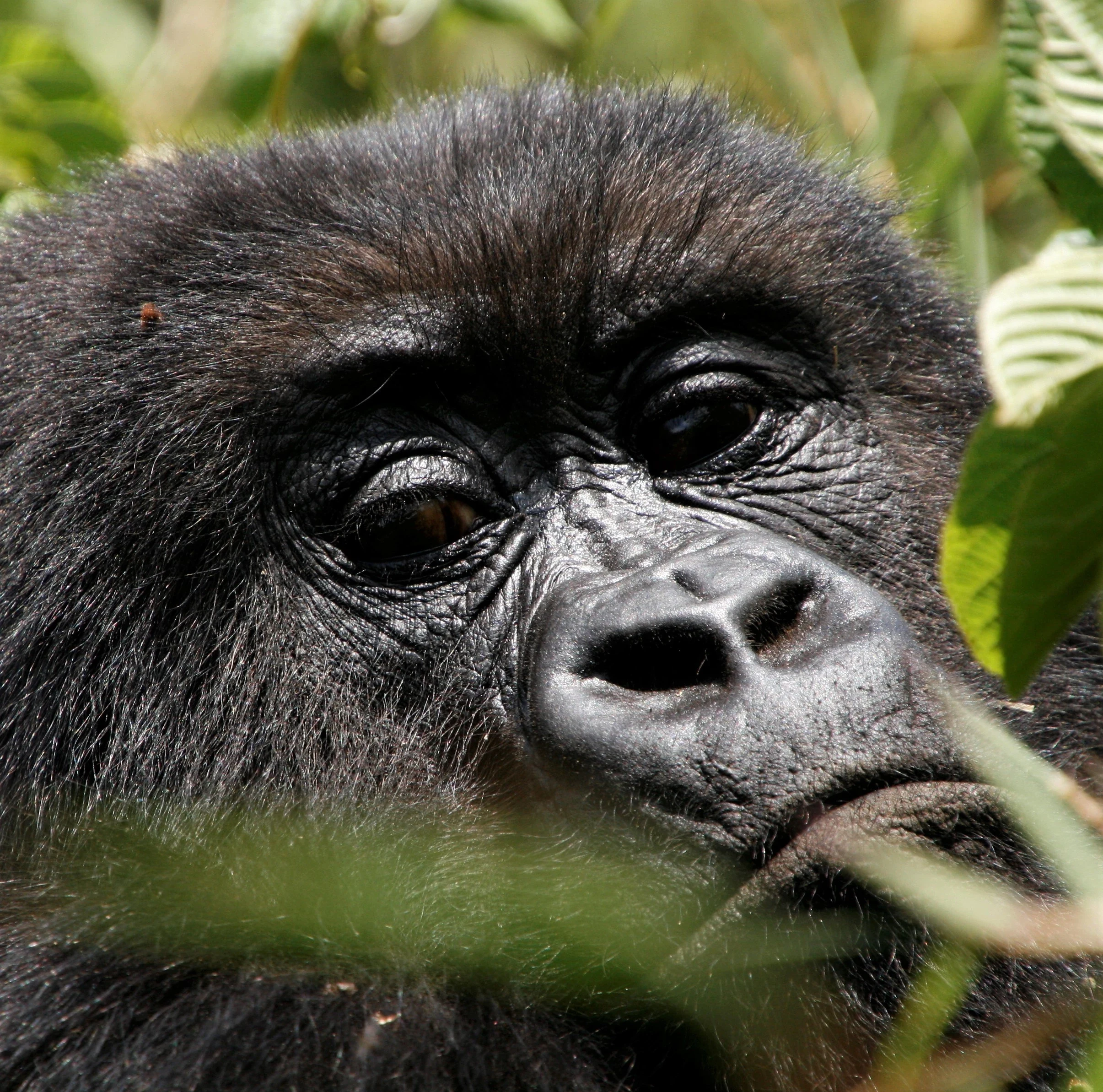 RW - Volcanoes - gorilla.webp