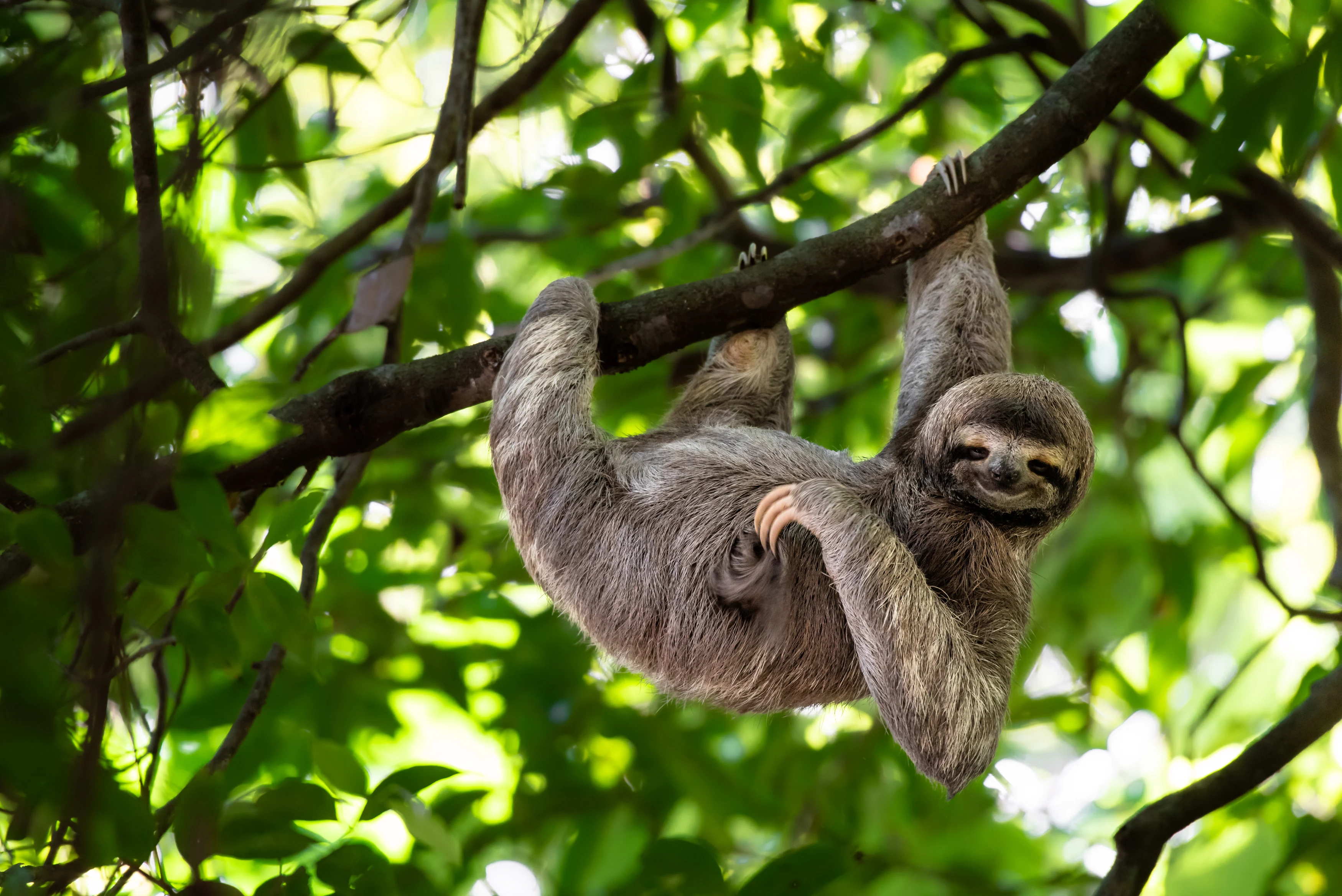CR-Sloth-Slotht Territory-Shutterstock (1).webp