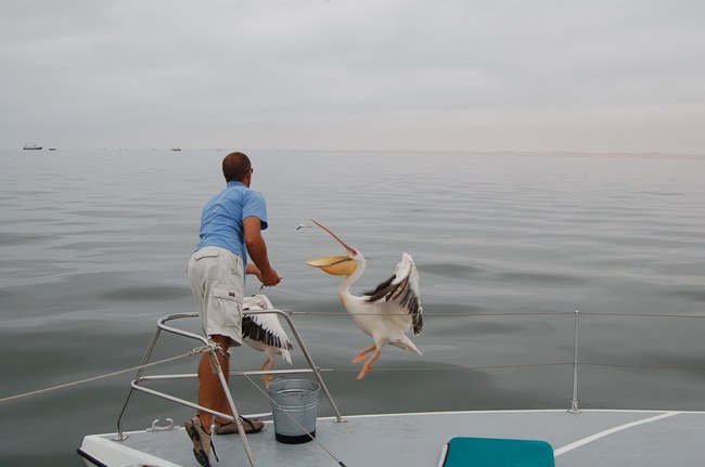Feeding the pelicans dolphin cruise.jpg