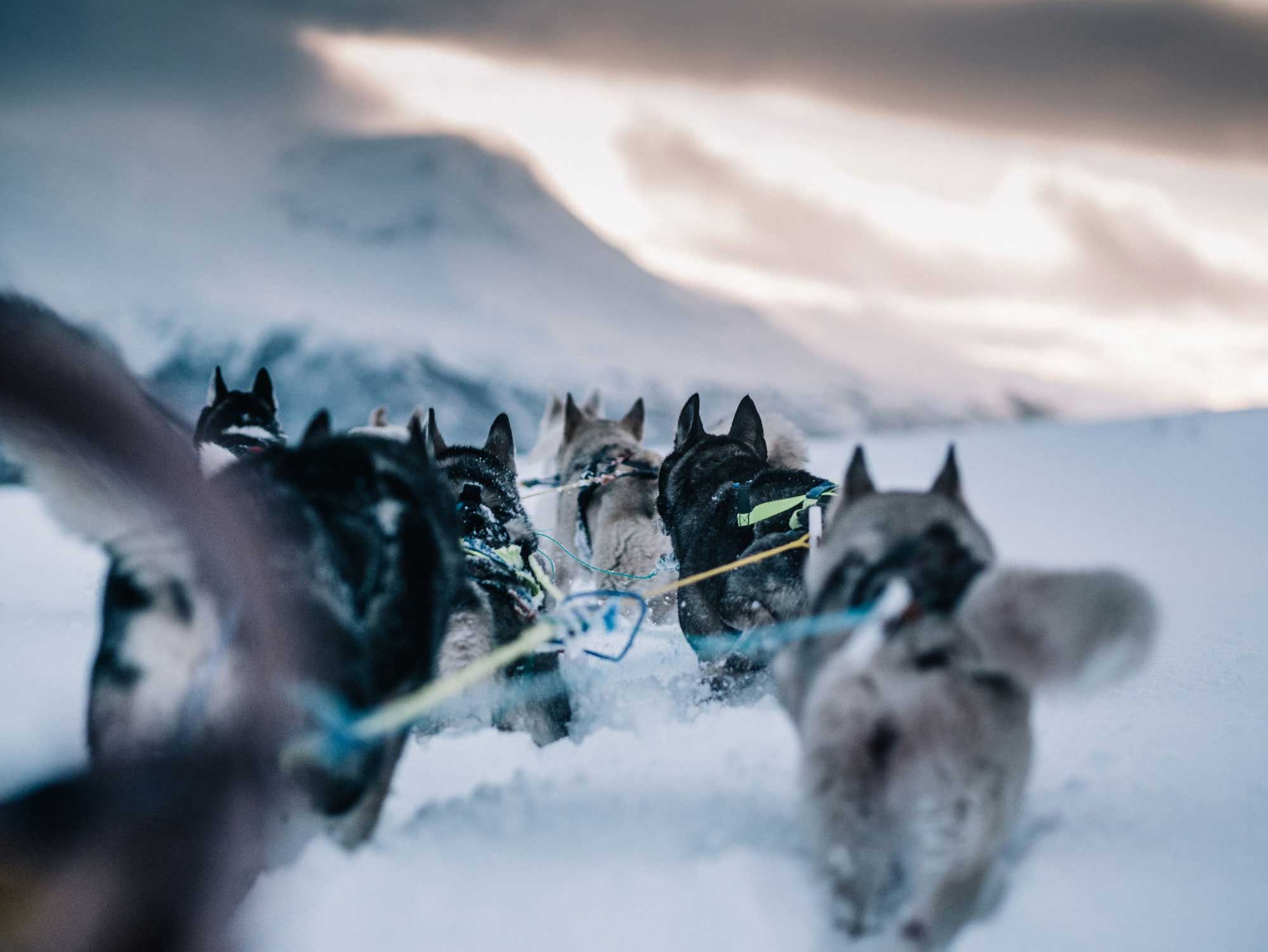NO - accommodatie - Trasti & Trine - Huskies.jpg