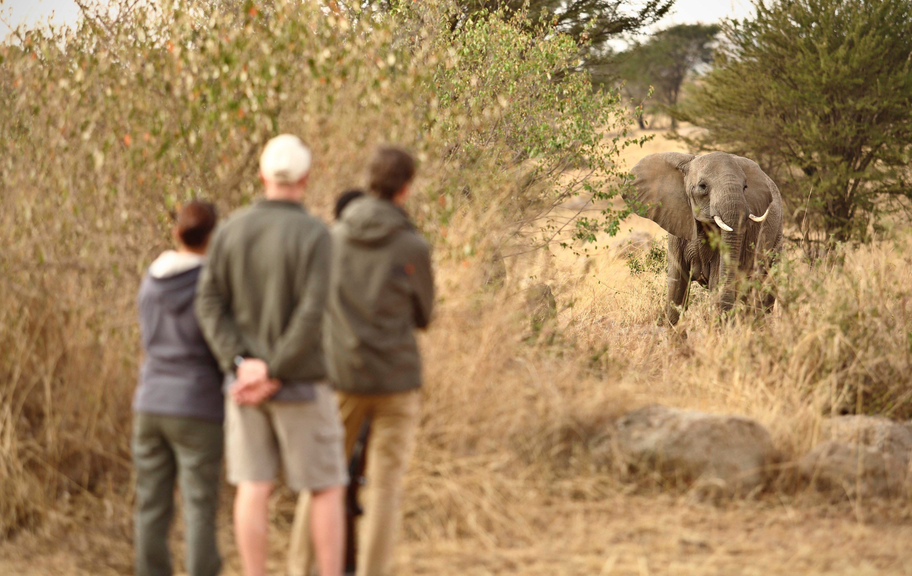 TZ - Walk the Northern Serengeti - Walking safari (1).jpg