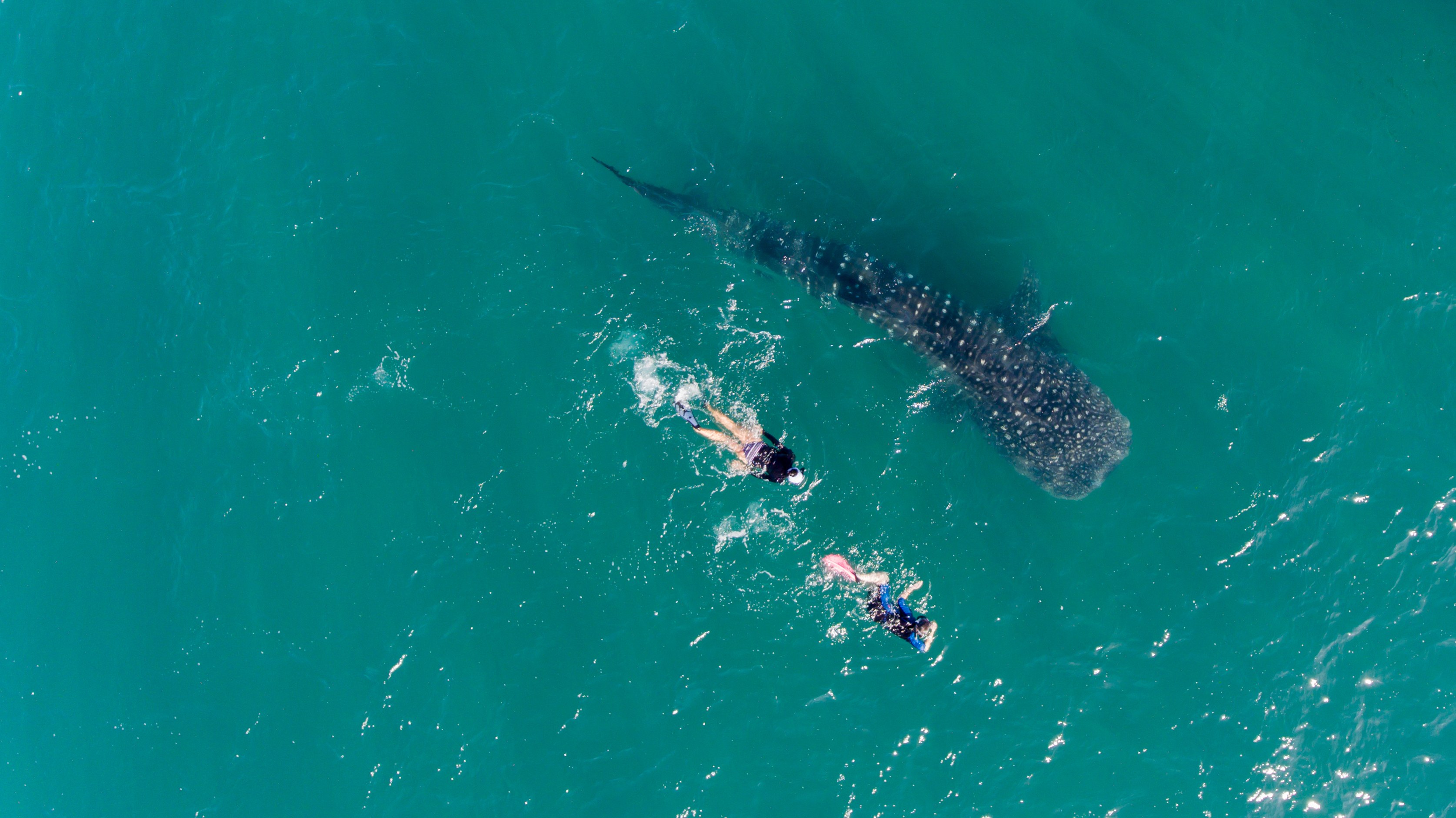 AU-Shuttestock-Whaleshark Ningaloo Reef.jpg