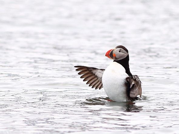 csm_SJ-Greg-Mortimer-tour-Realm-of-the-ice-bear-puffin.jpg