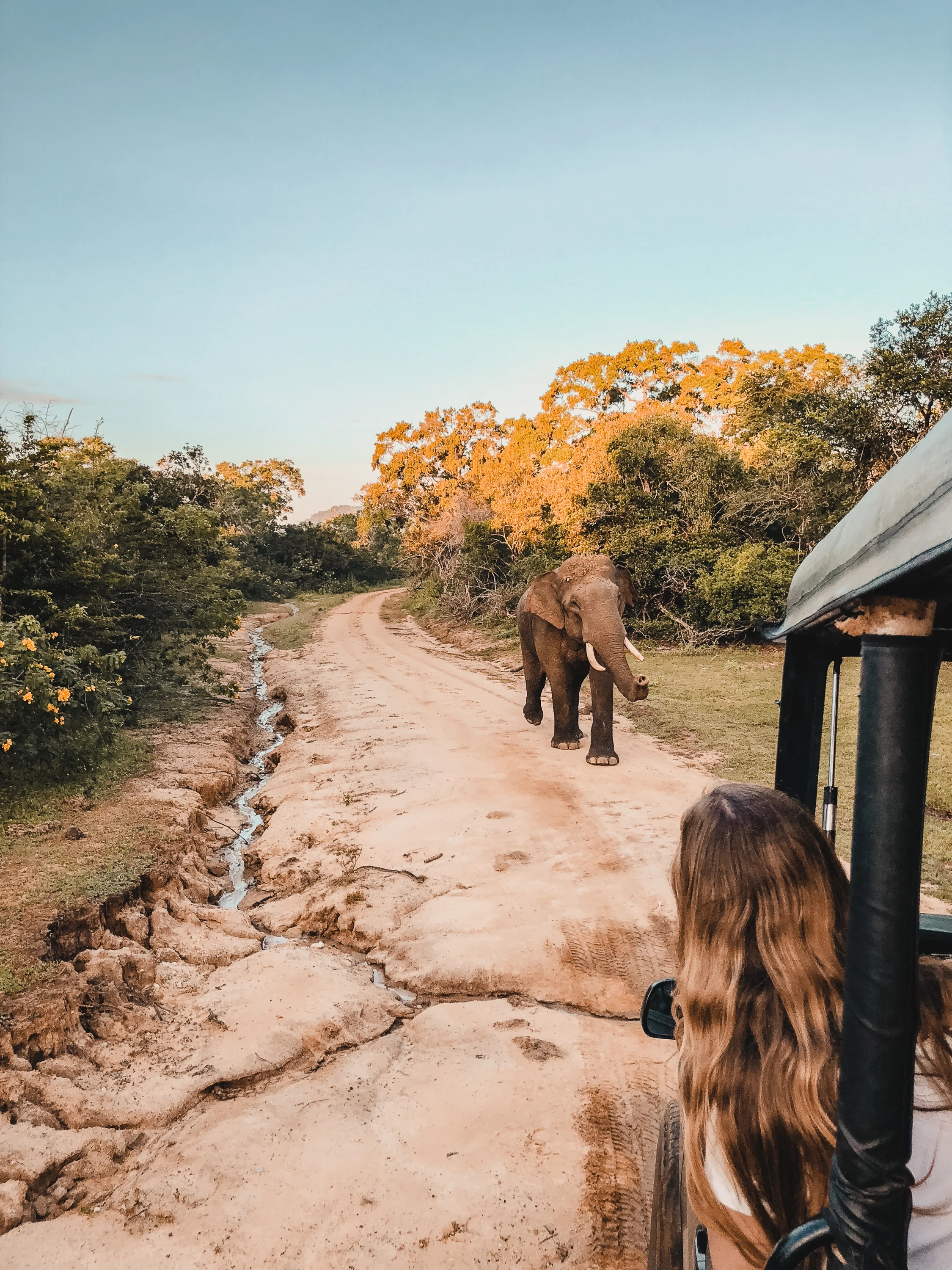 LK- Yala National Park- Leopard Trails Yala-  (71) (1).webp