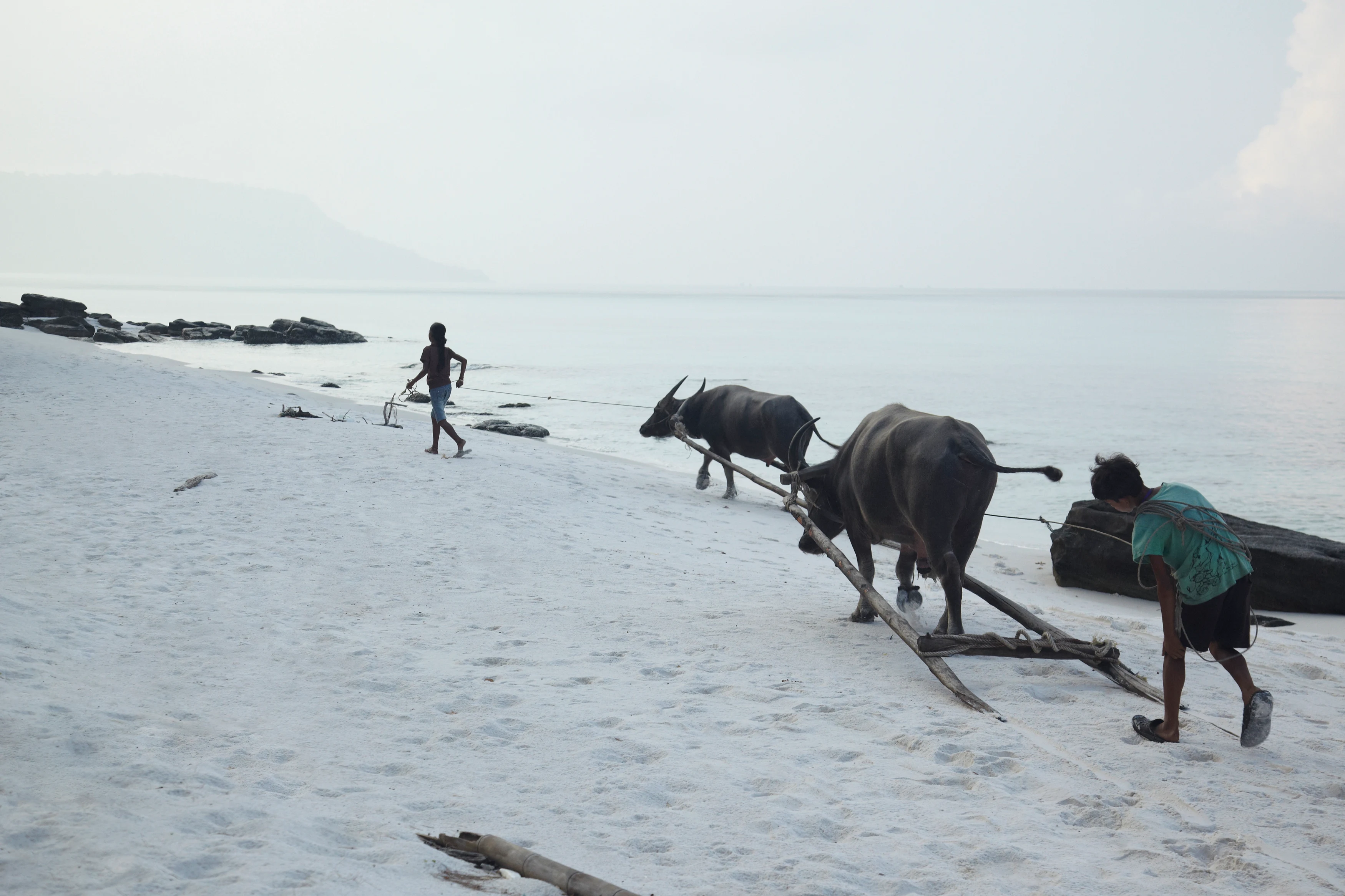 KH - Song Saa Private Island - Children with buffalos on Koh Rong beach.webp