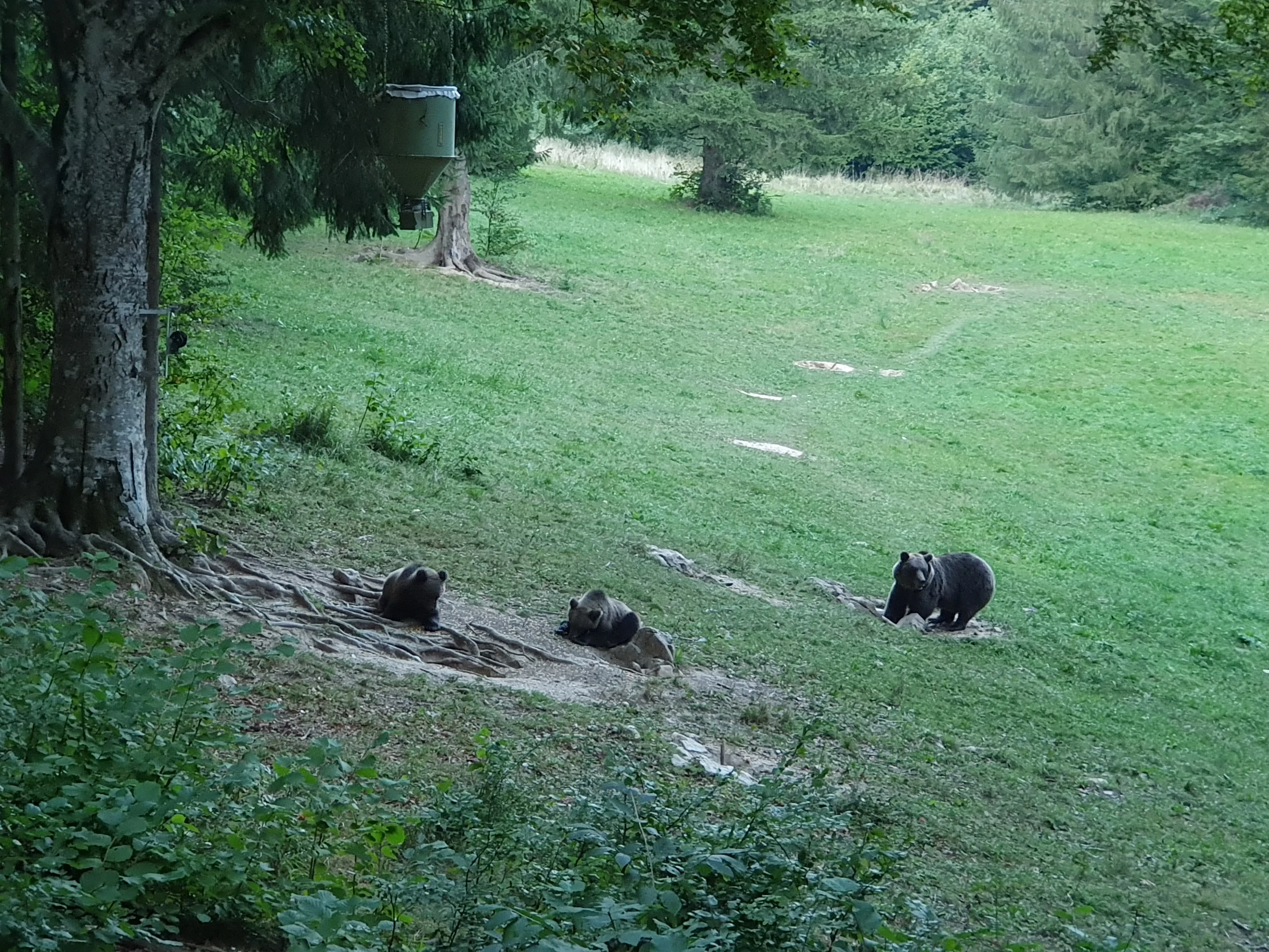 SI-studiereis-Slovenië-Bear Watching 3.webp