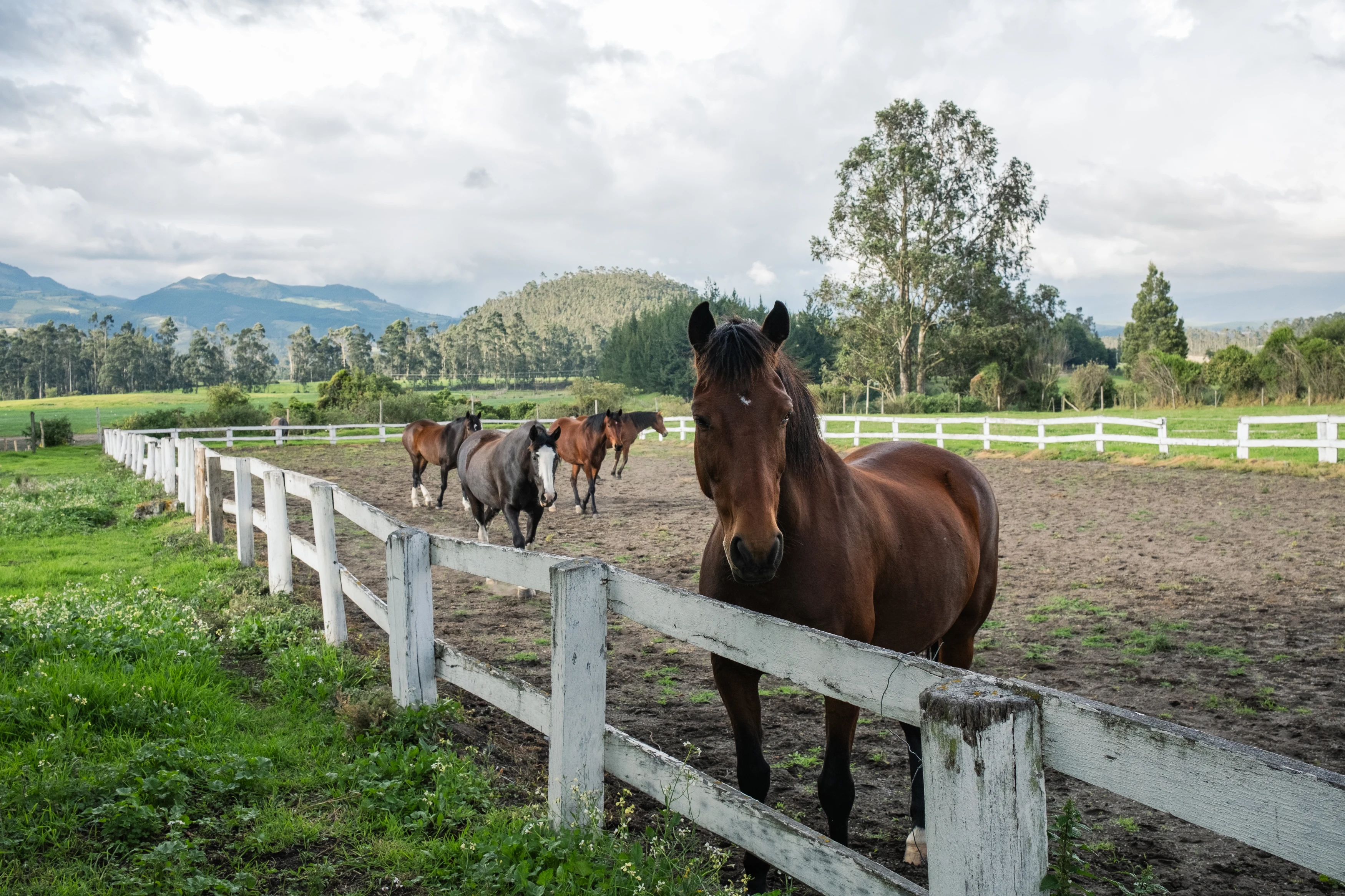 EC-Hacienda-San-Augustin-de-Callo-Horse (2).webp
