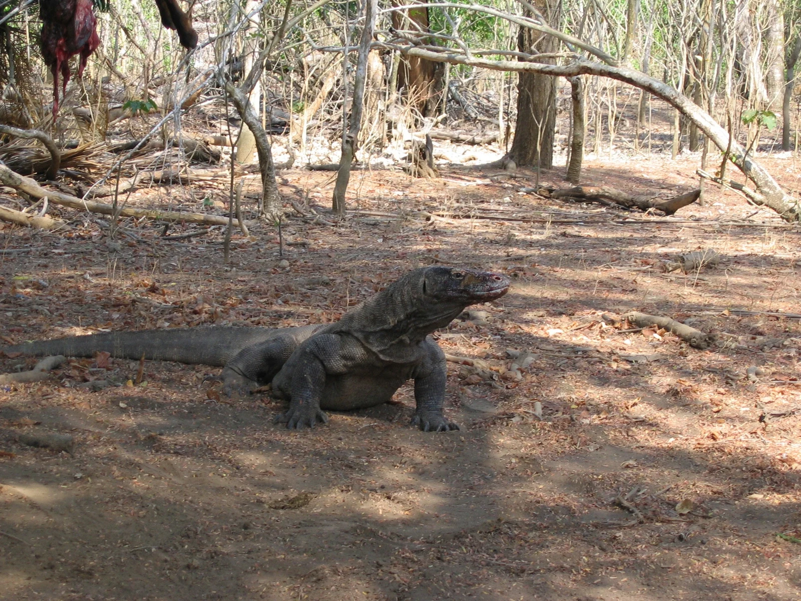 ID - Komodo - Lizard (7).webp