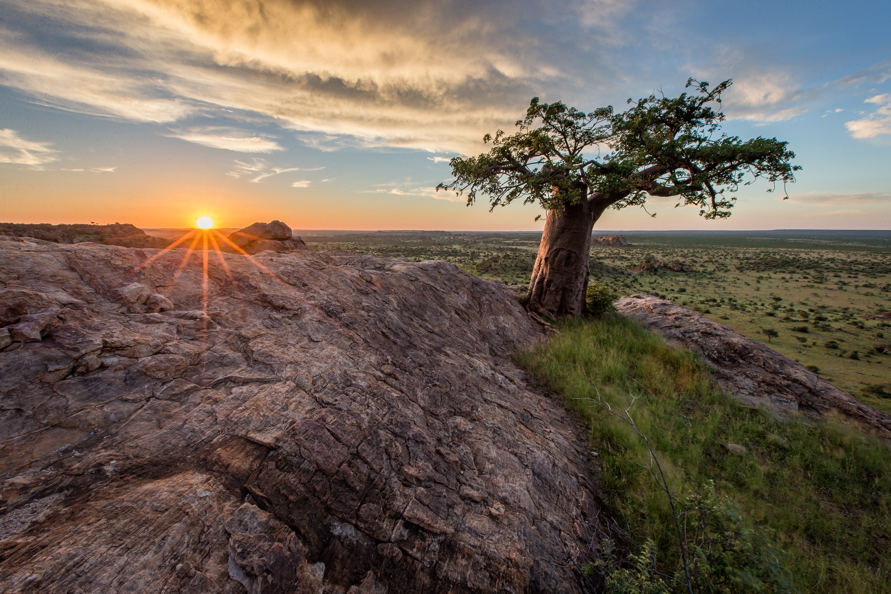 BW-Mashatu-Rhodes Baobab-Copyright Mashatu and Isak Pretorious.jpg