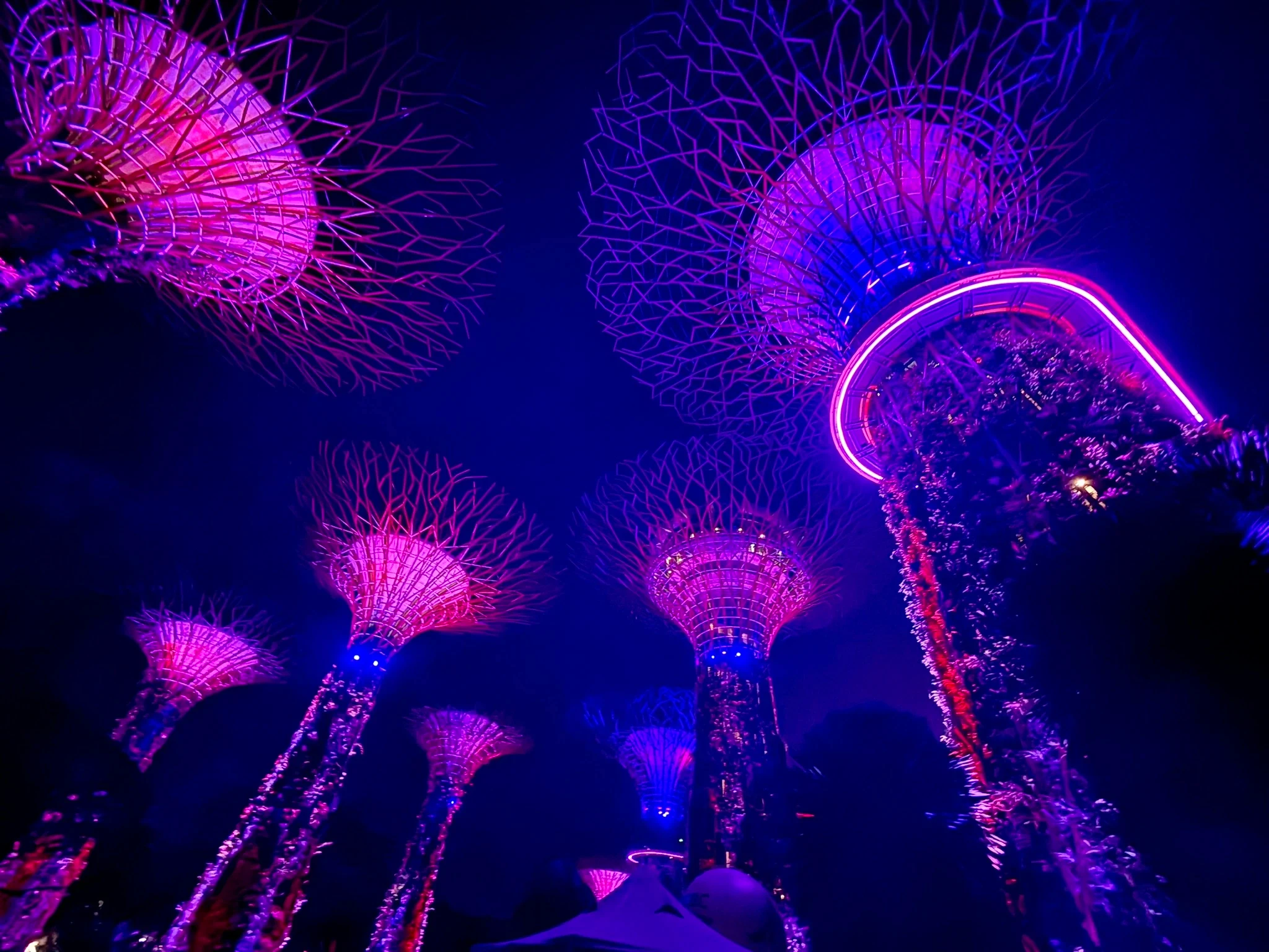 Singapore Trees.webp