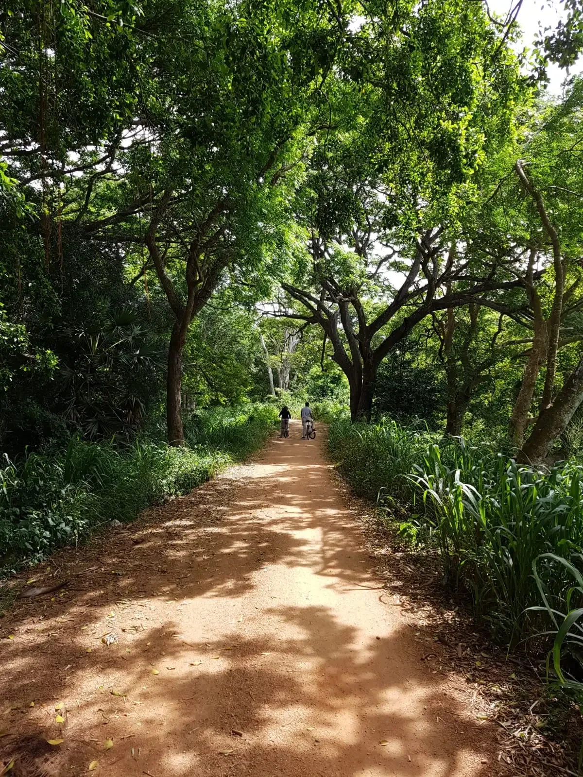 LK - Anuradhapura - Nature - Bicycle trip.webp