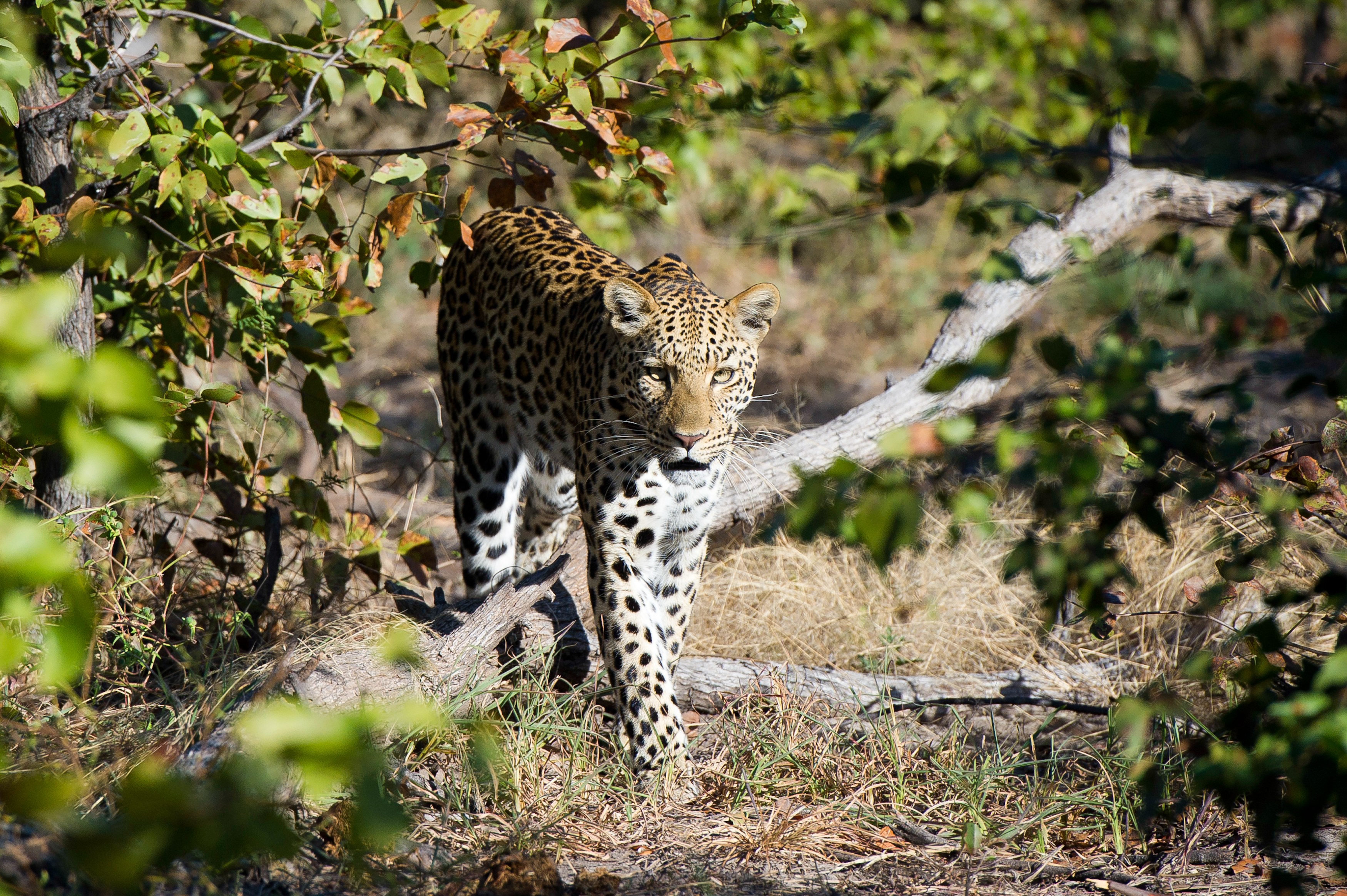 BW-Duma Tau-leopard.jpg