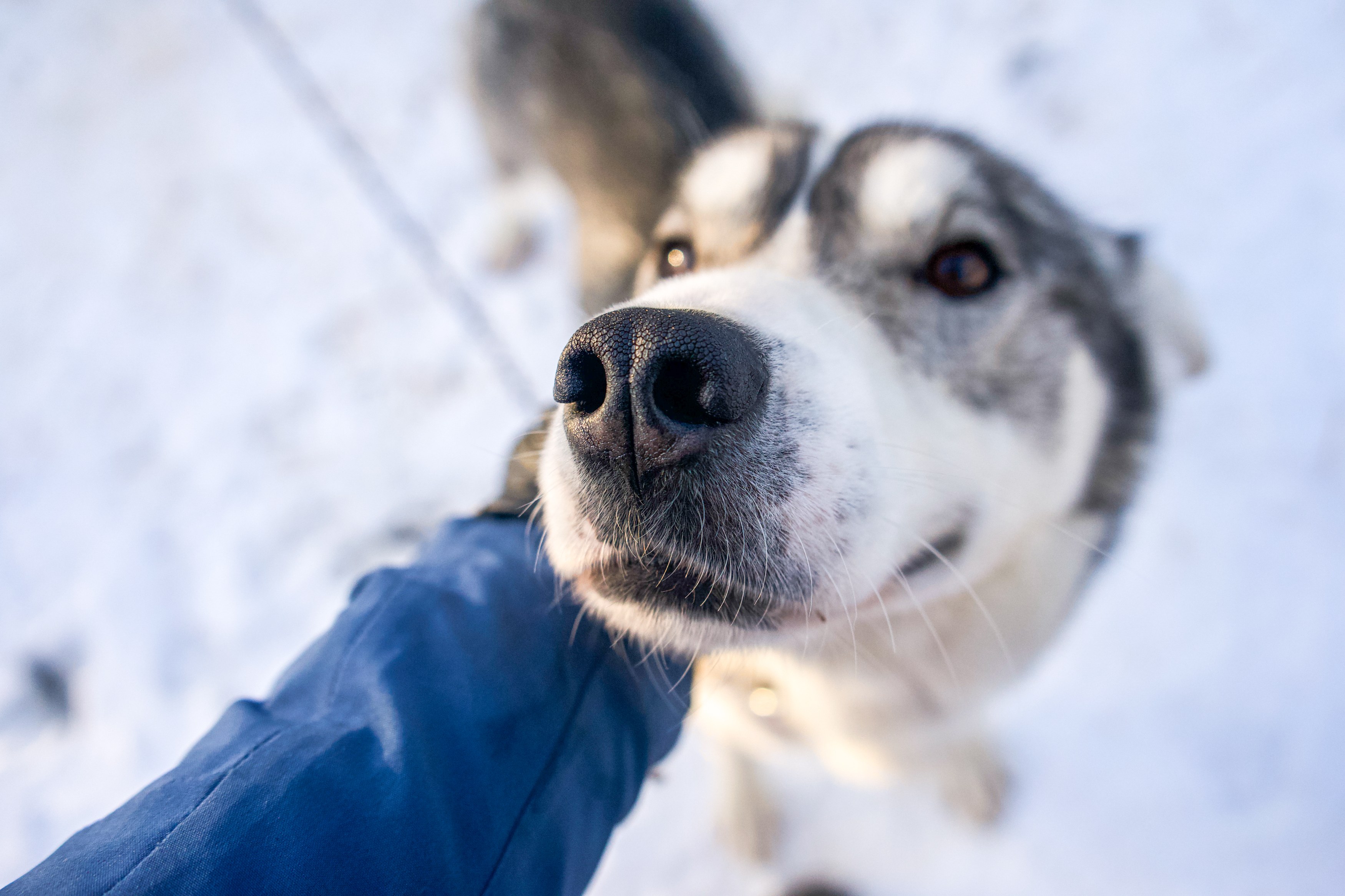 No - accomodatie - Sorrisniva - Gargia Husky (2).jpg