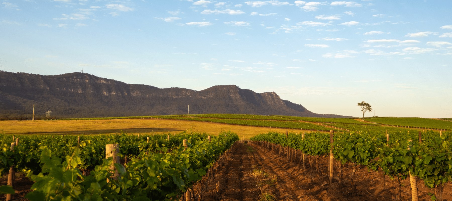 AU - Excursie - Hunter Valley - Vineyard.jpg