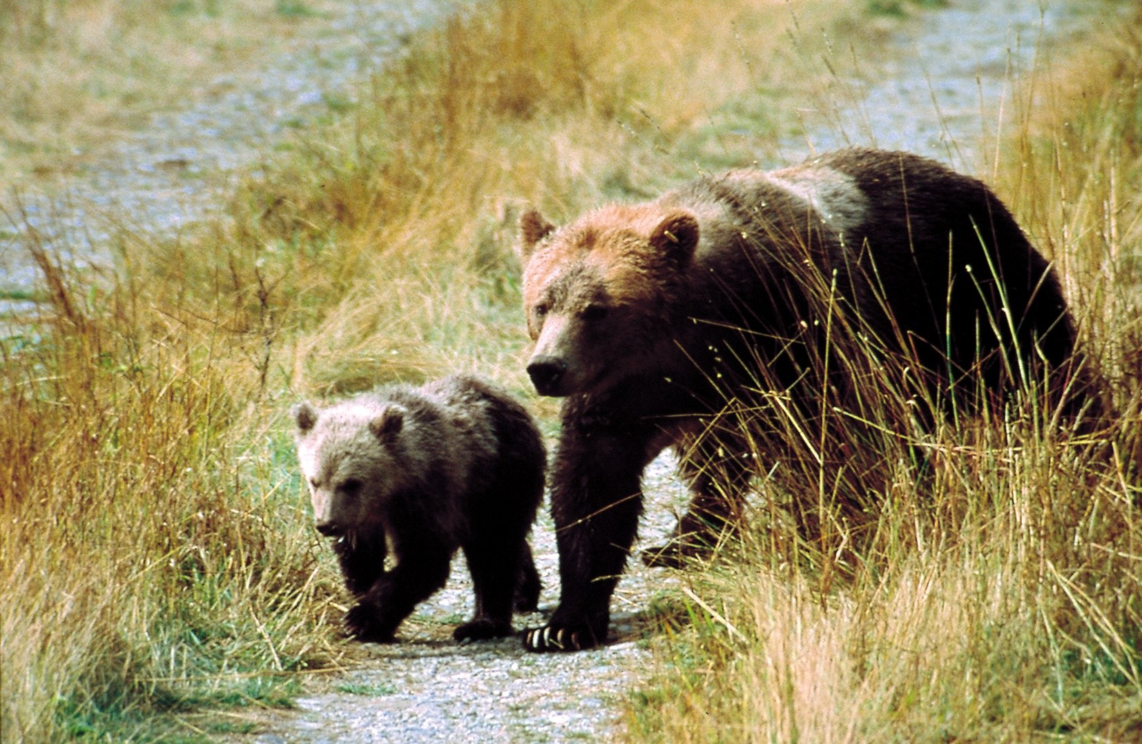 CA - Grizzly bear beleving.jpg