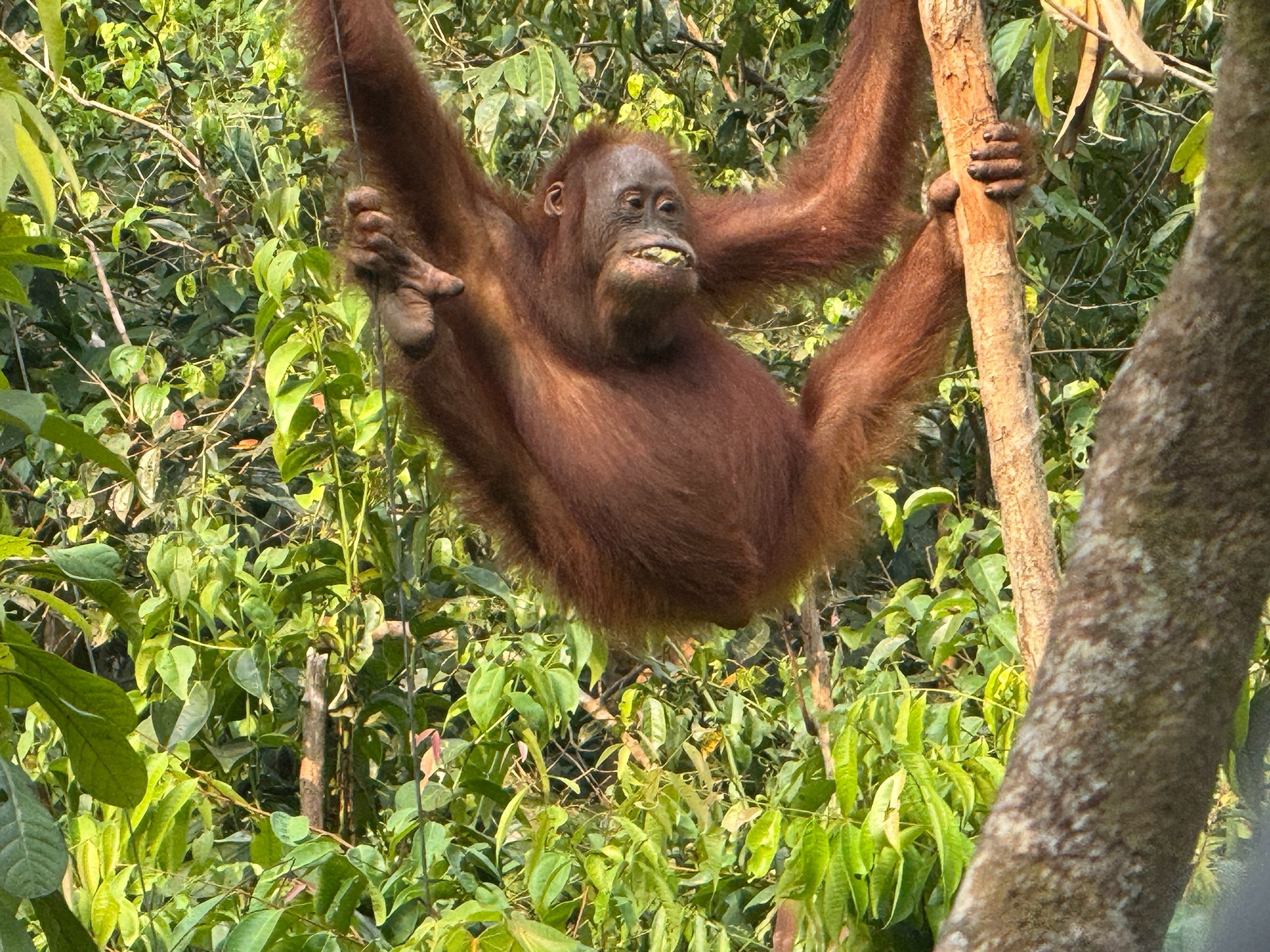 ID-Annelies-Vakantie-2026-TanjungPuting-OrangUtanBananen2.jpg