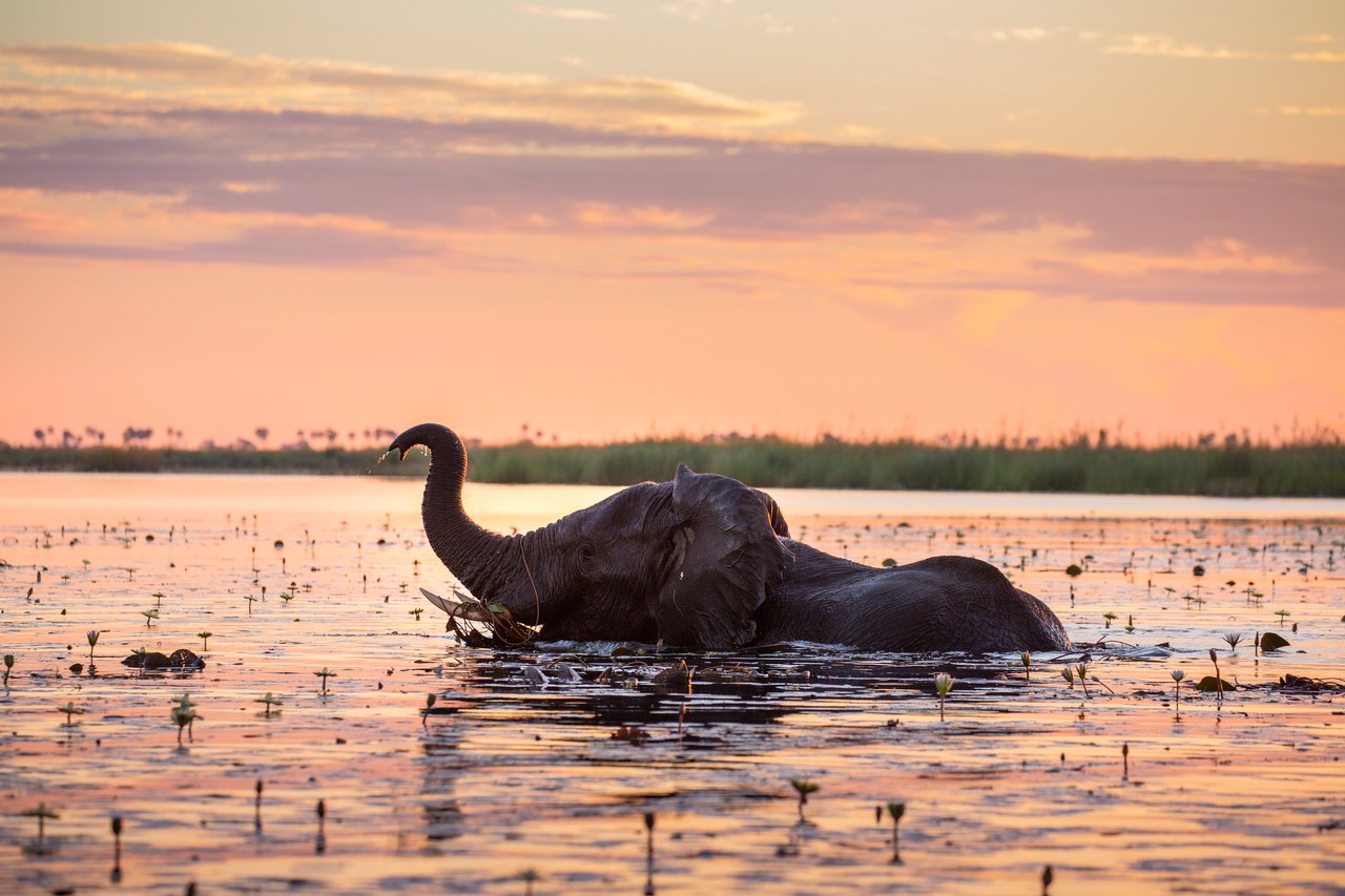 BW-Duma Tau-elephant in water.jpg
