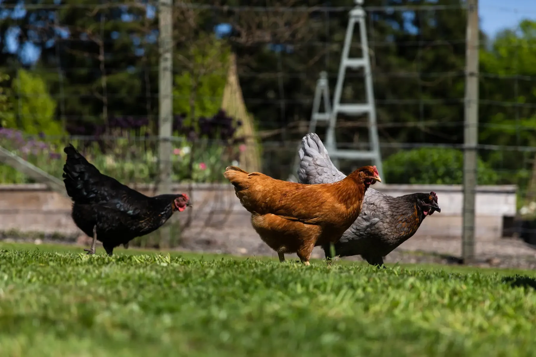 GB-Cromlix House -Chicken.webp