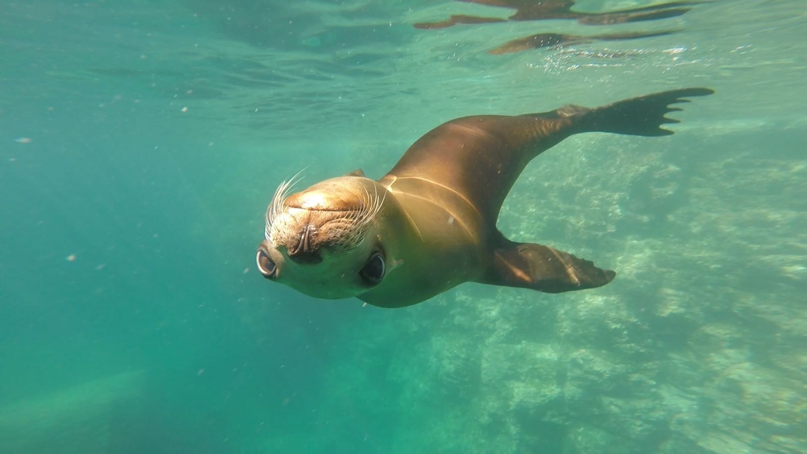 MX - Espirito Santo Island - Sealion.jpg