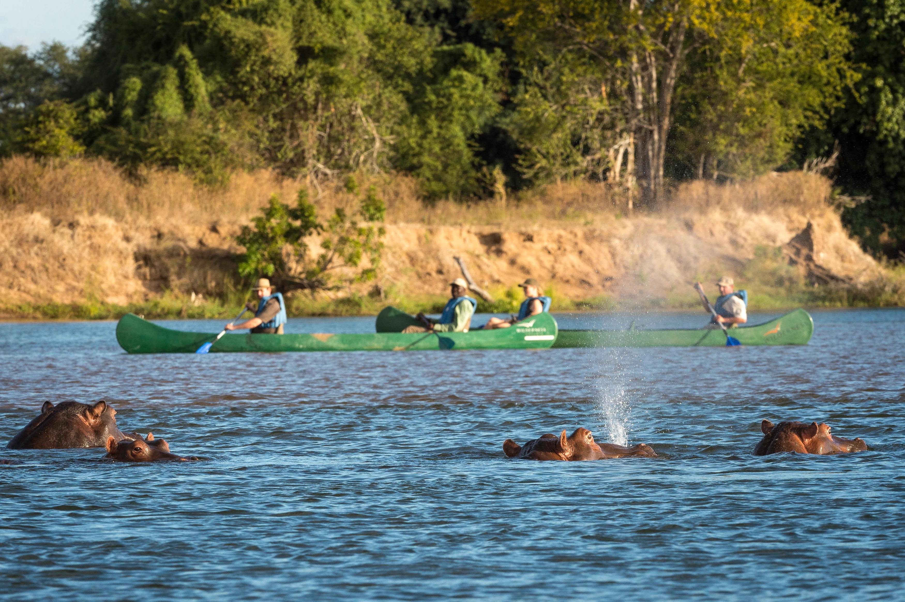 ZW - Ruckomechi Camp - Hippos.webp