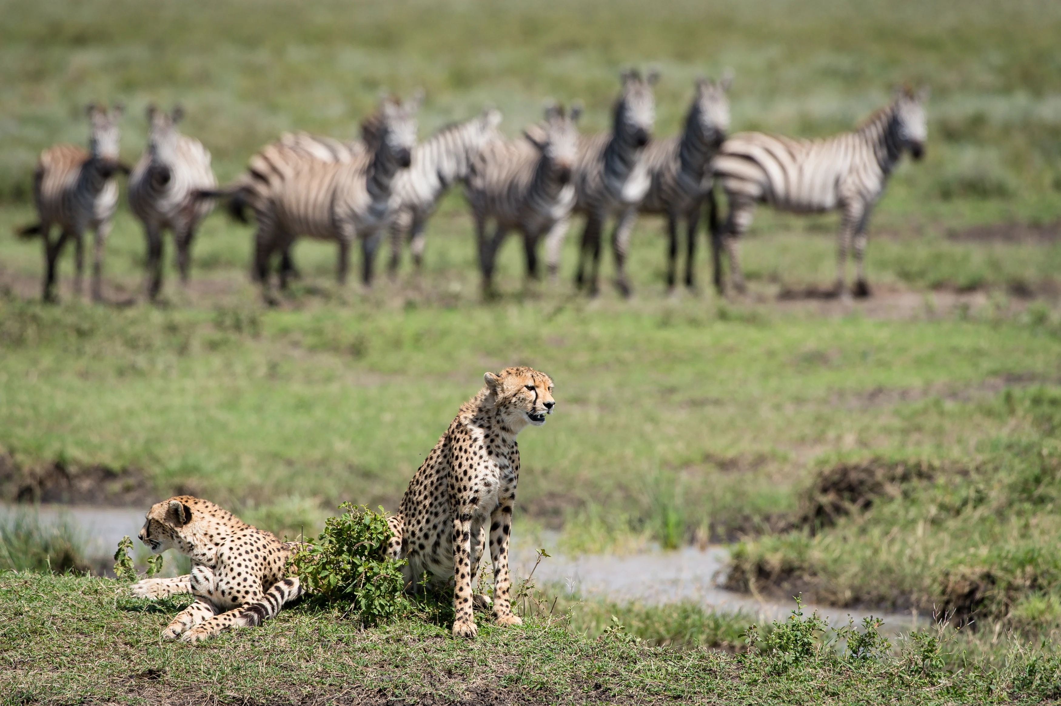 TZ-Usawa Serengeti-cheetah and zebra.webp