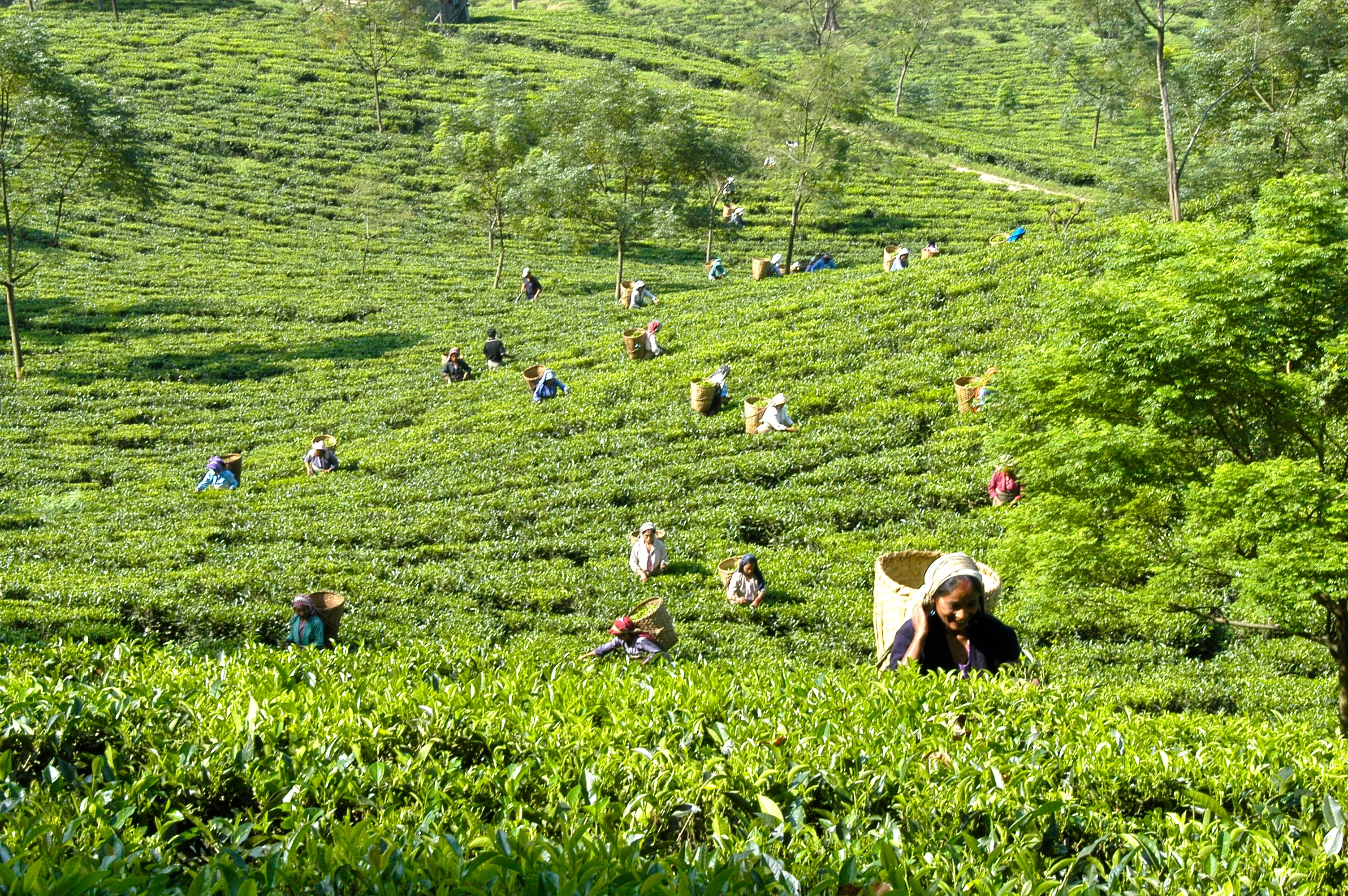 IN - Glenburn Tea Estate & Botique Hotel -Lush field of tea pickers.webp