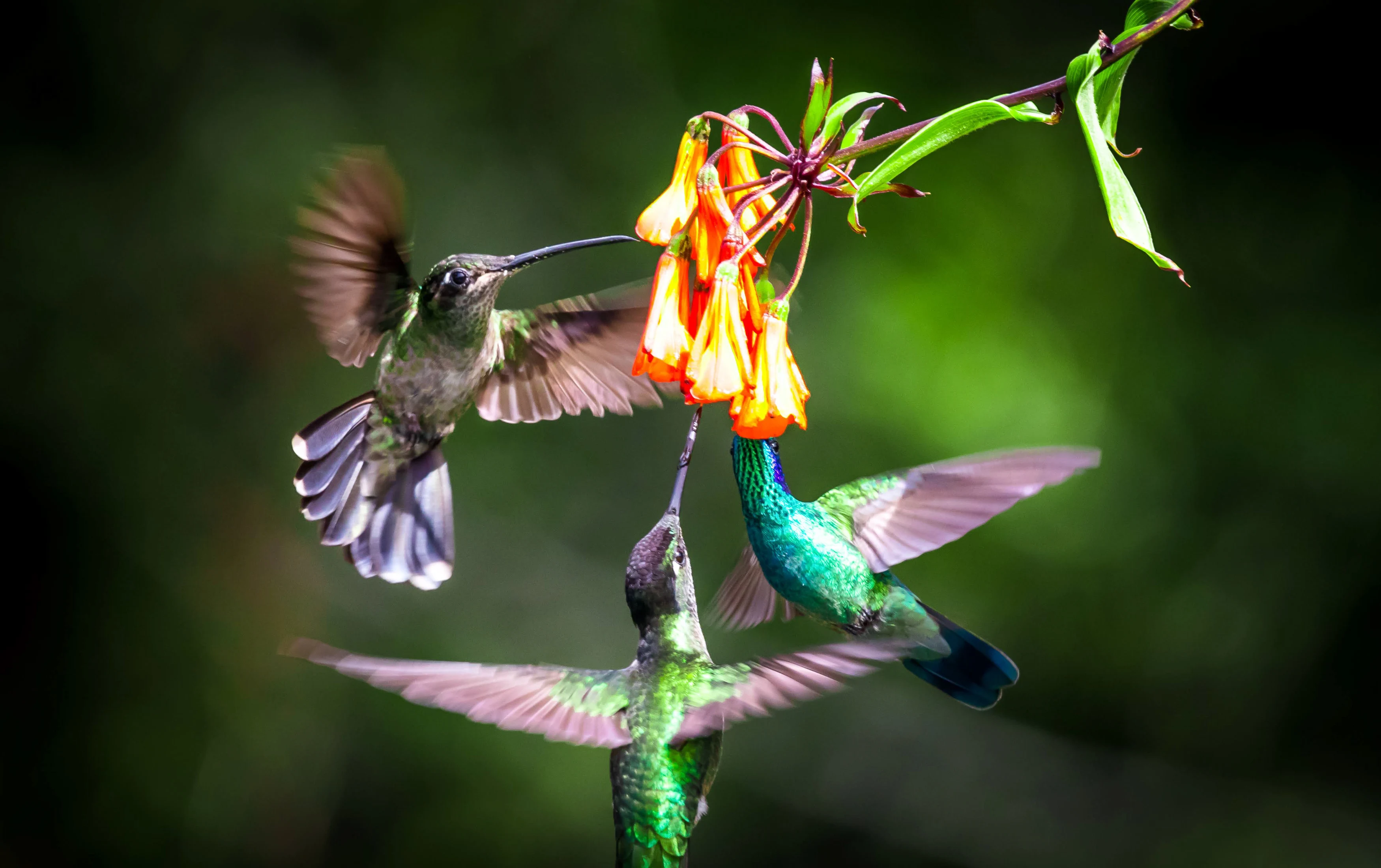 Hummingbirds.webp