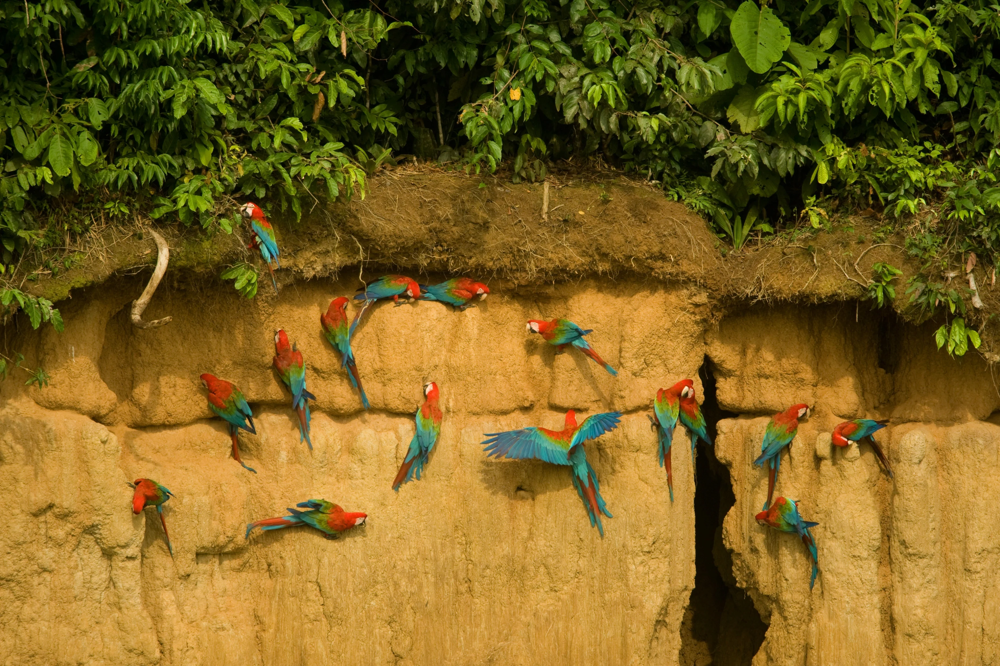 PE - Algemeen - Parrots.webp