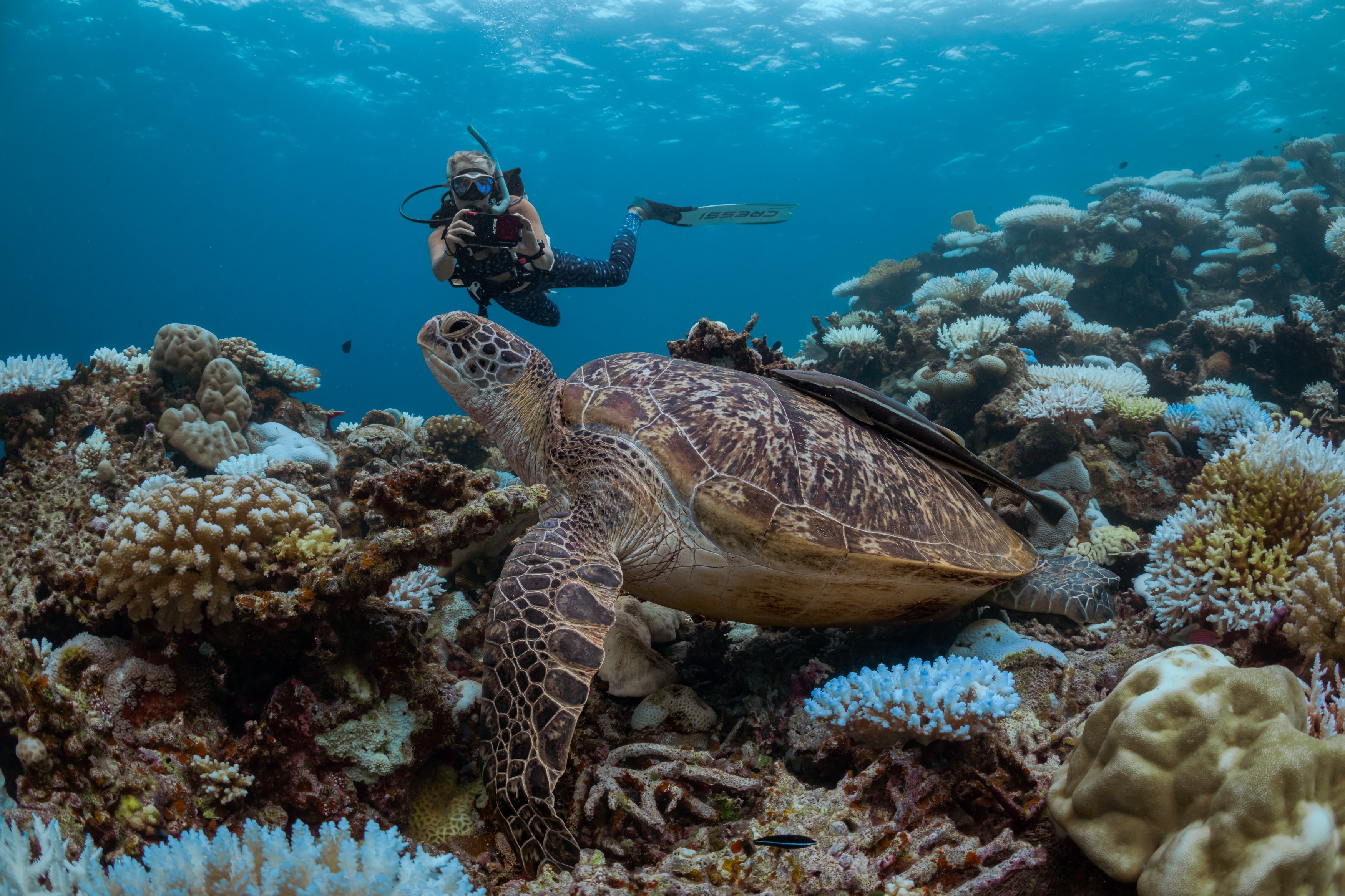 MV - Accommodatie - Six Senses - Laamu - Diving - turtle identification.jpg