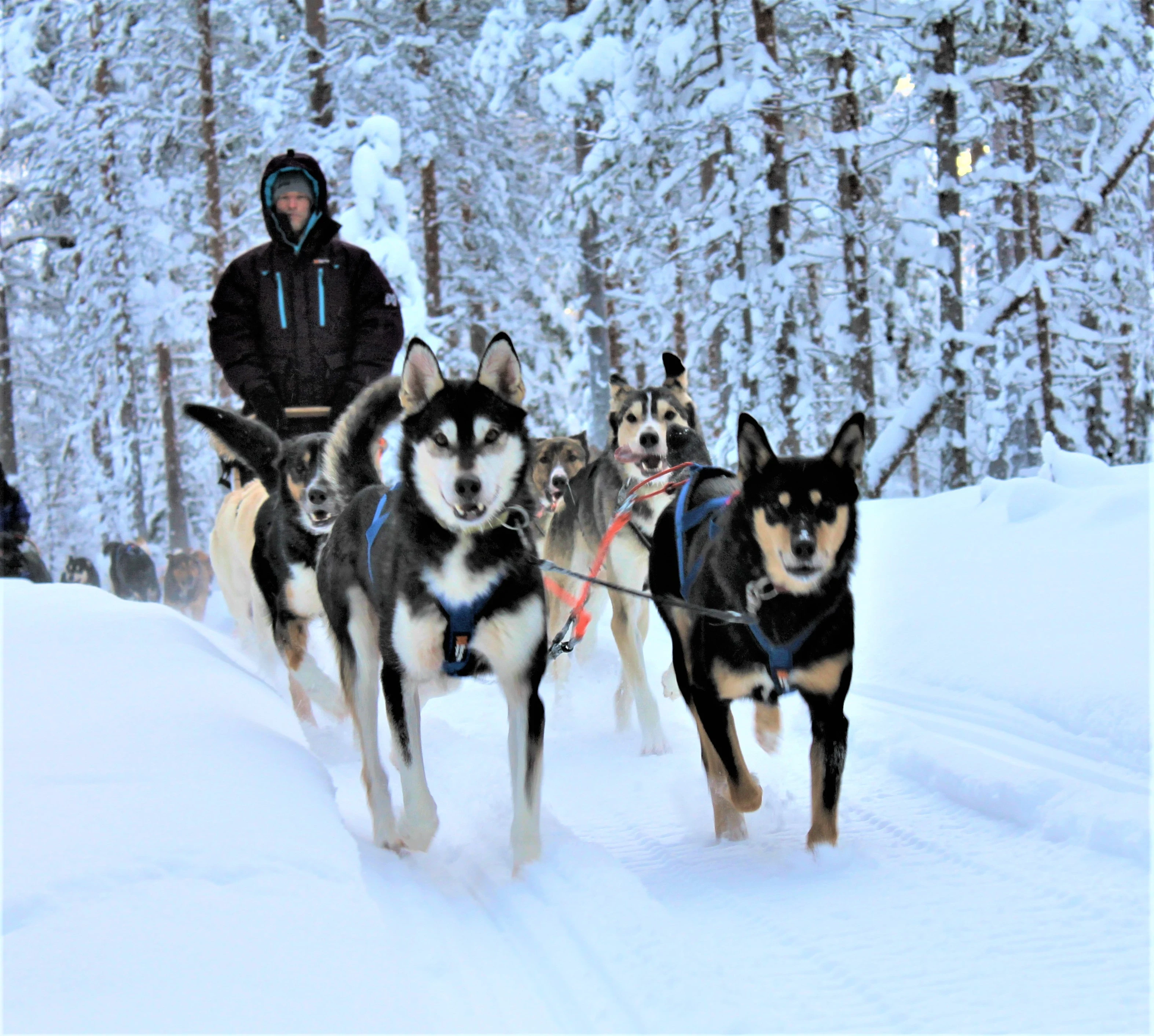 FI-Accommodatie-Beana-Laponia-Trail-Husky-Safari.webp