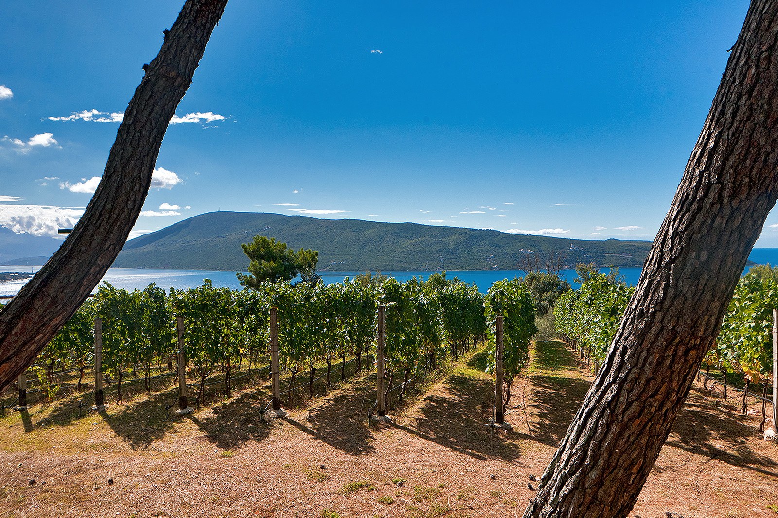 ME - Savina Winery3.jpg