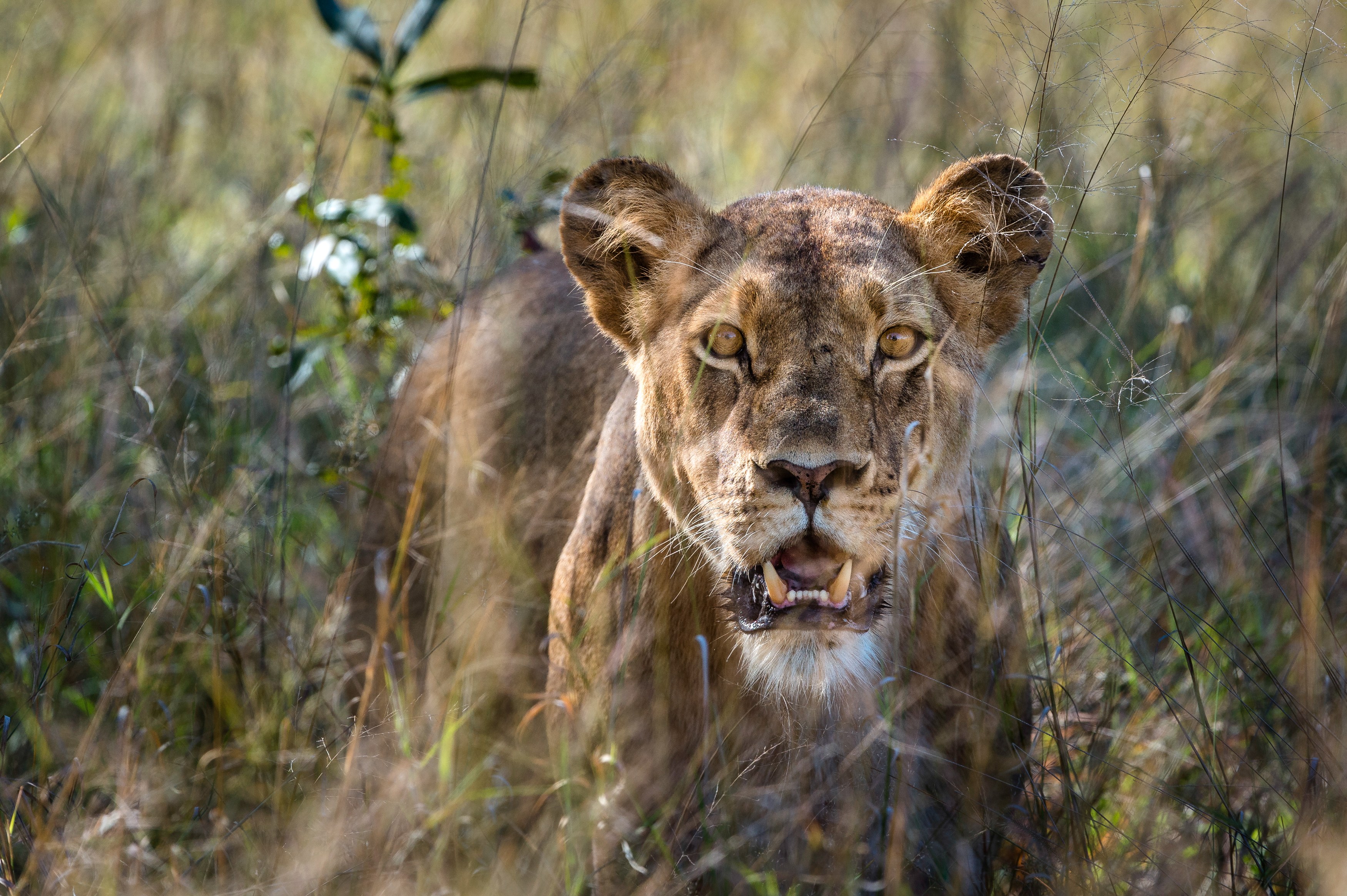 ZW - Hwange - Lion-1.jpg